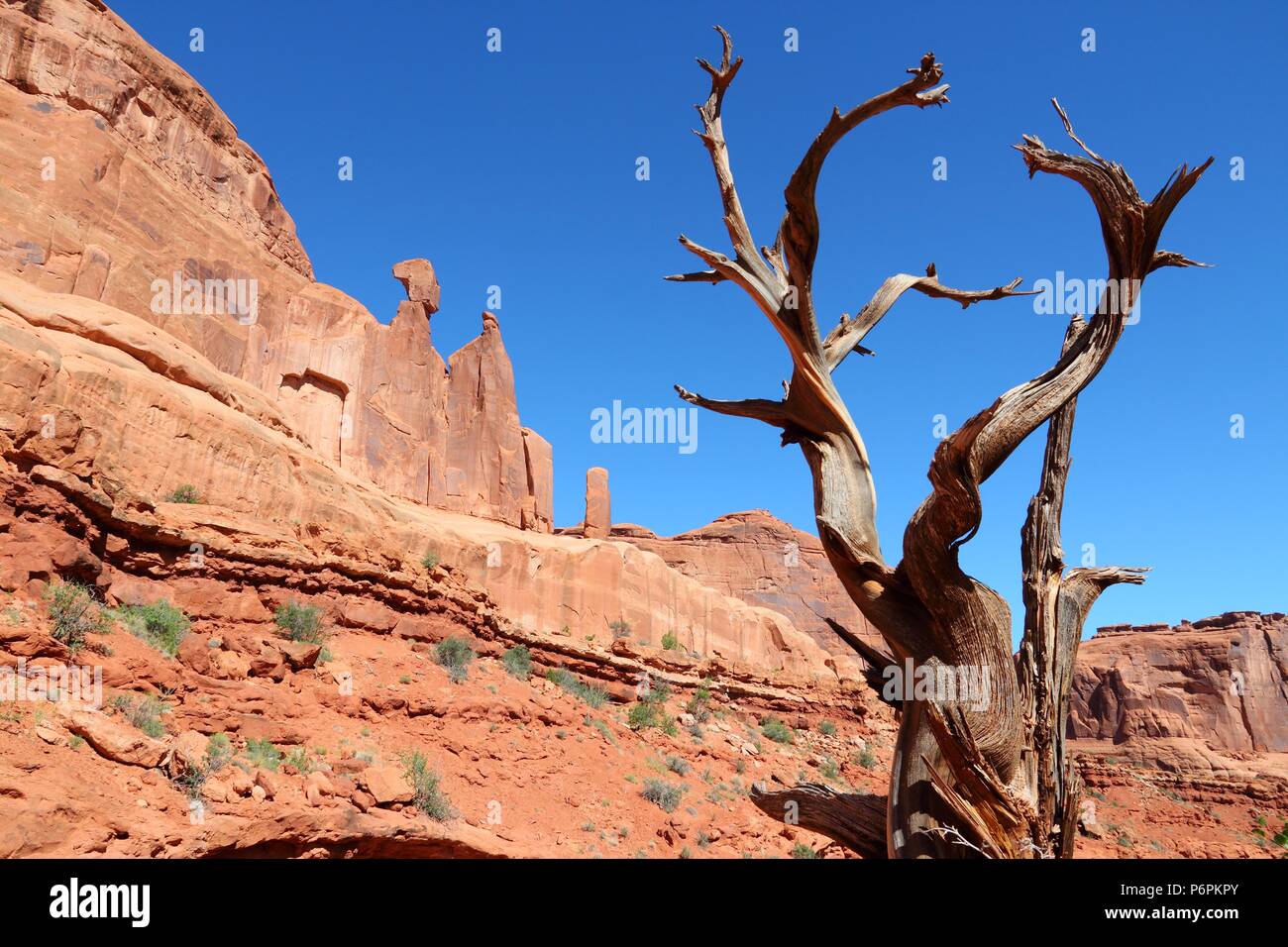 Arches National Park in Utah, USA. Juniperus osteosperma (Utah juniper) next to famous Park Avenue trail. Stock Photo