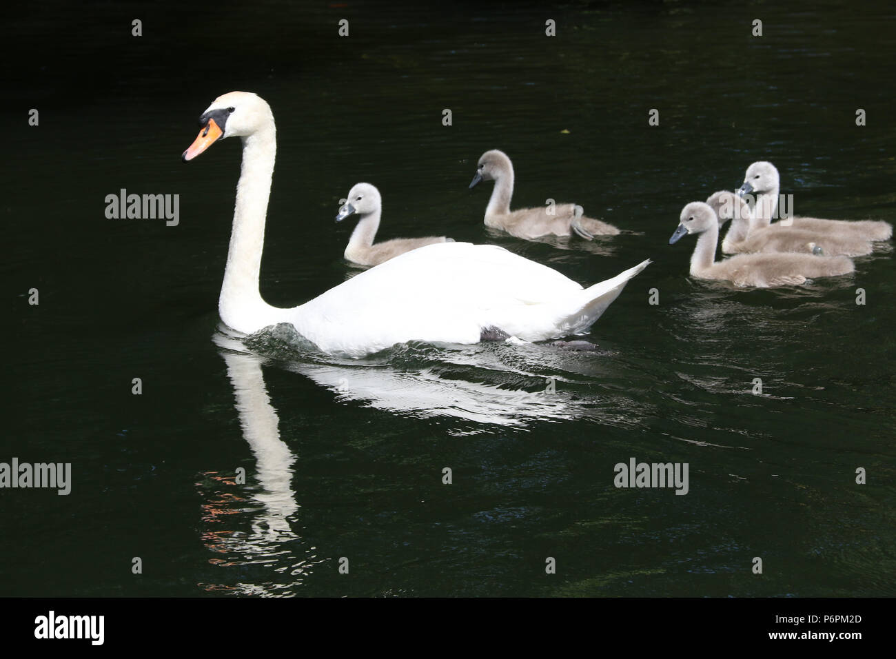 Swan and on the River Thames between Henley and Marlow Stock