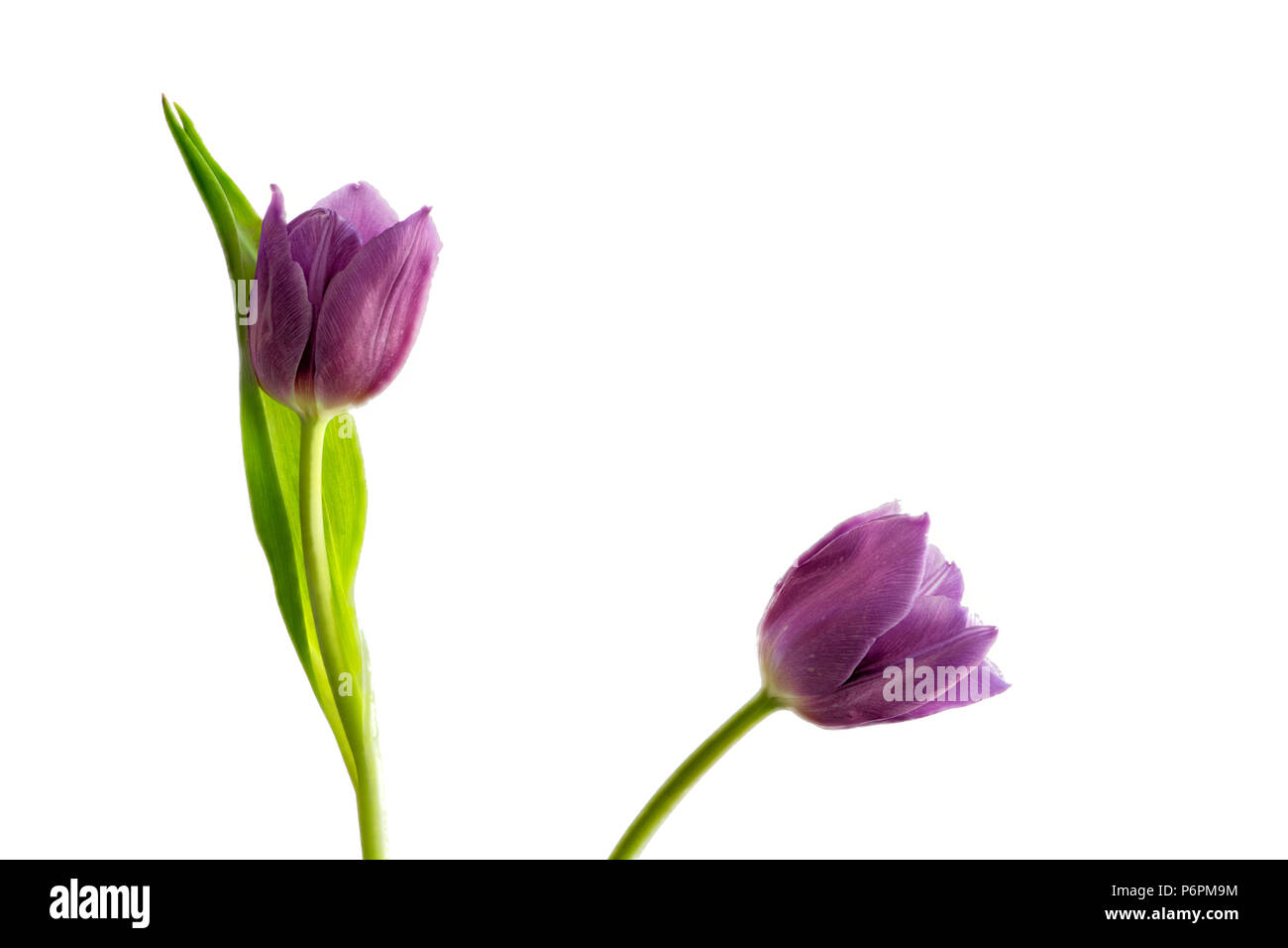 Two purple tulips photographed against a white background Stock Photo