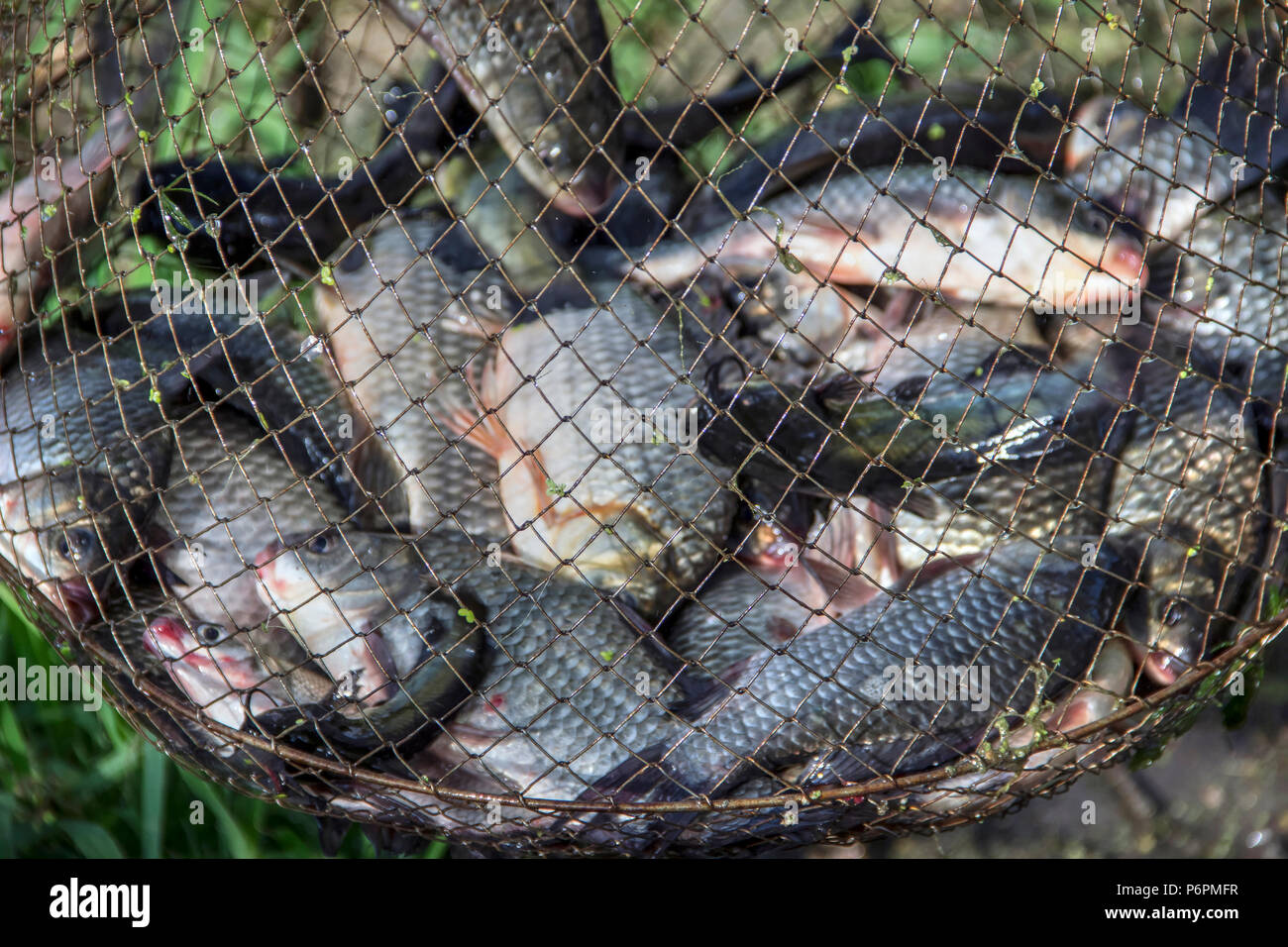 River Bega (Begej), Vojvodina, Serbia - Wire keeper net filed with a bounty  of freshwater fish Stock Photo - Alamy