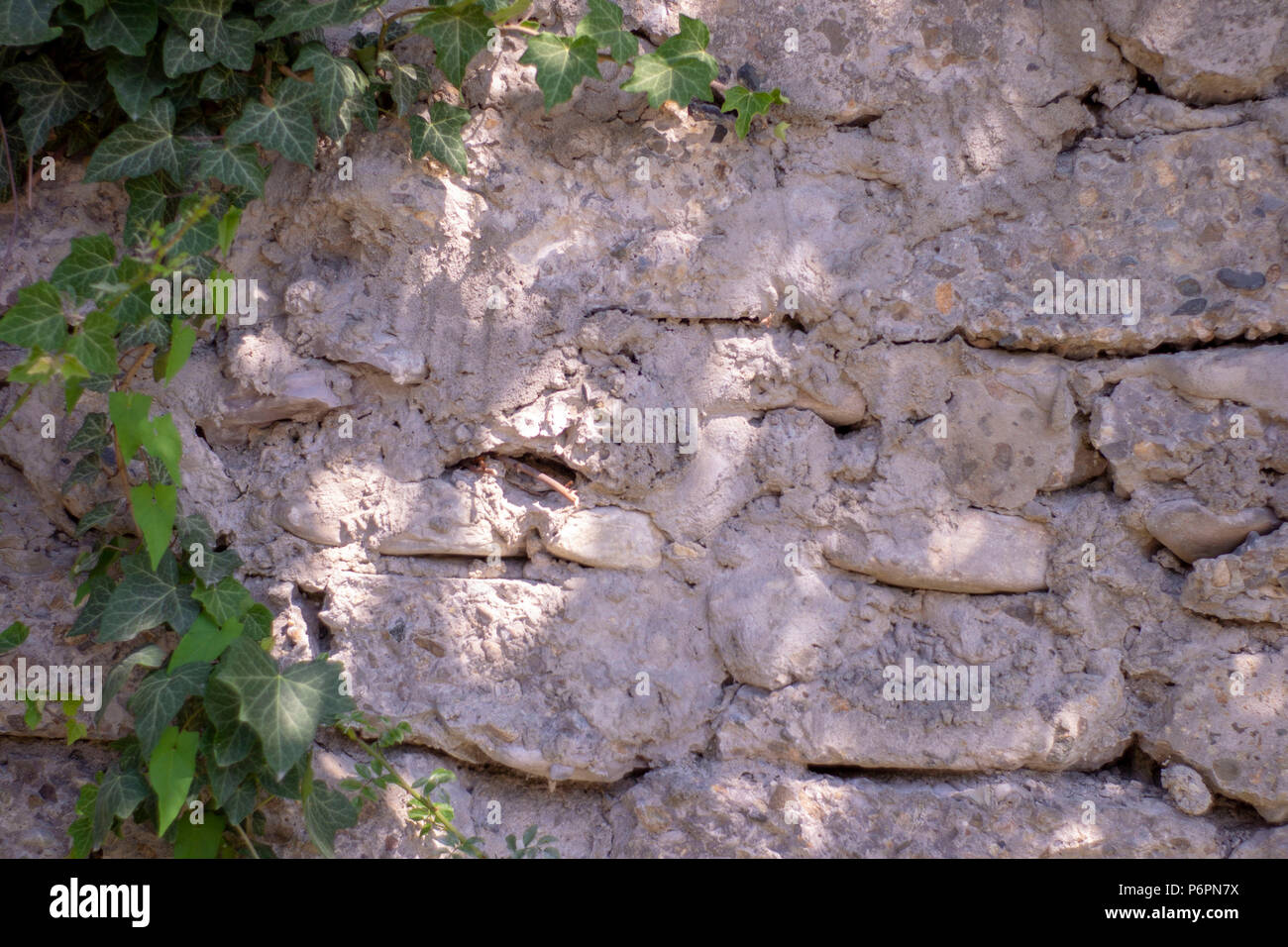 Abstract image texture for designers with huge twiner on the stone wall. It is good space for promo or advertisement banner. Stock Photo