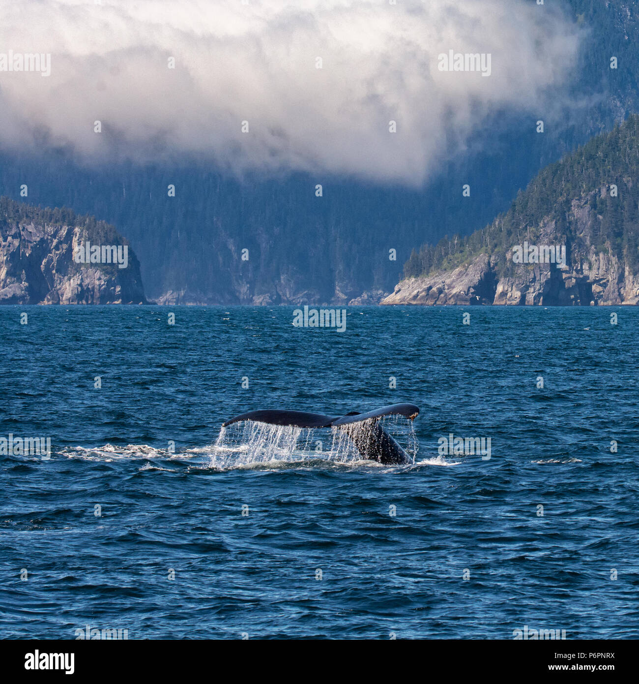 Water races off the upraised tail of a humpback whale as it drives into ...