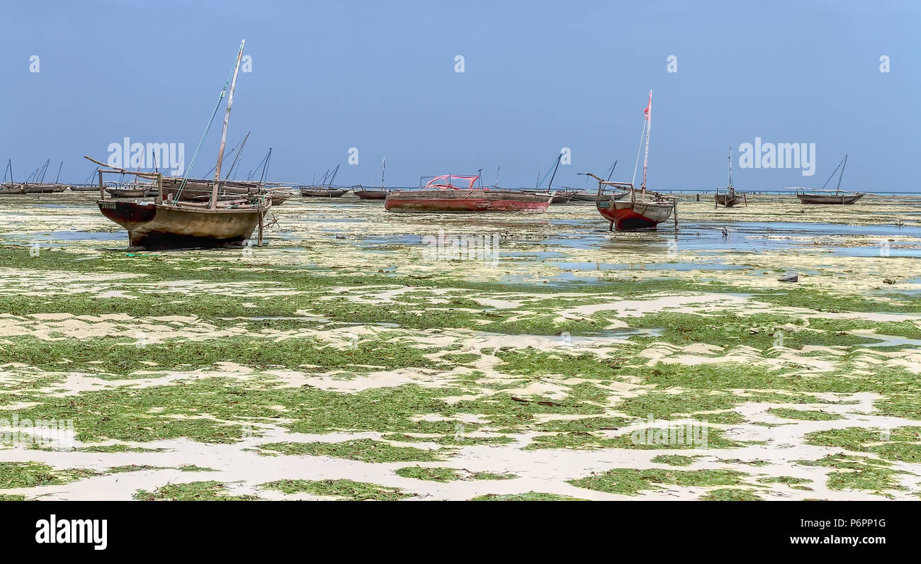 Beached fishing boats and seaweed exposed at low tide on the African island of Zanzibar, Stock Photo