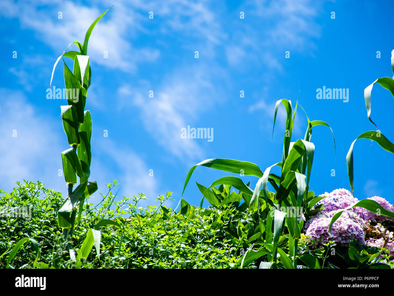 Corn plant on sky background Stock Photo
