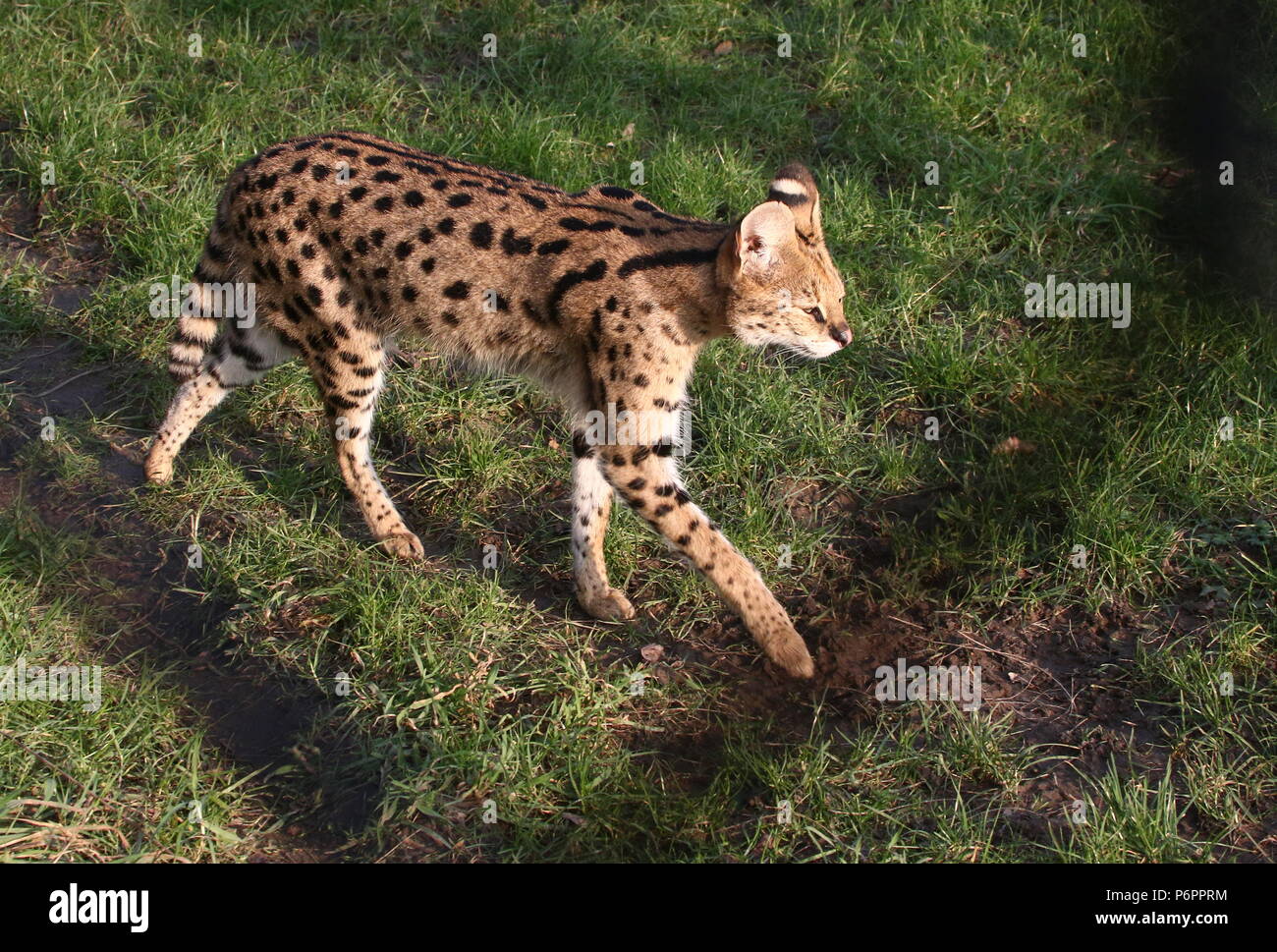 Female African Serval (Leptailurus serval) walking towards the camera Stock Photo
