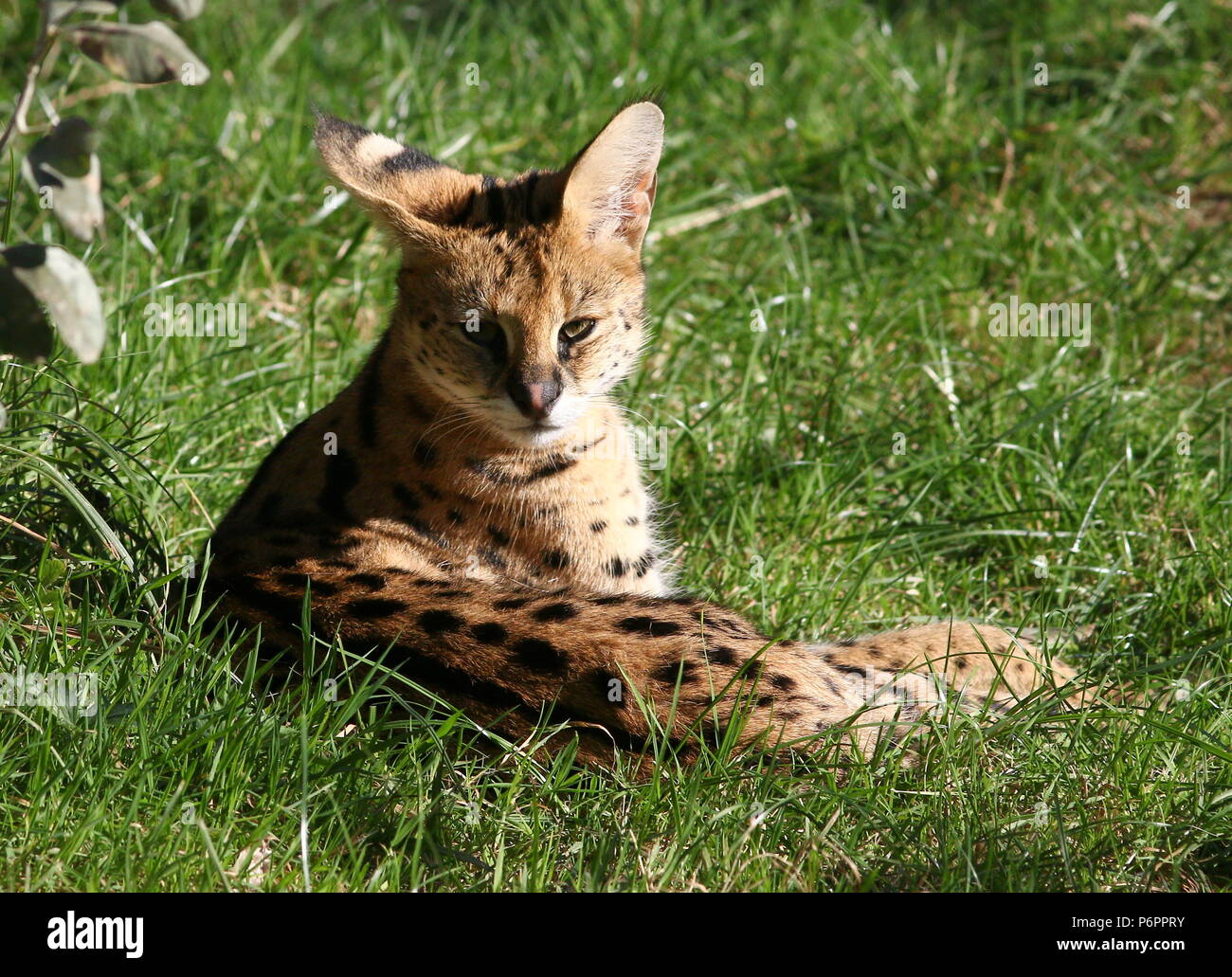 Female African Serval (Leptailurus serval) resting Stock Photo