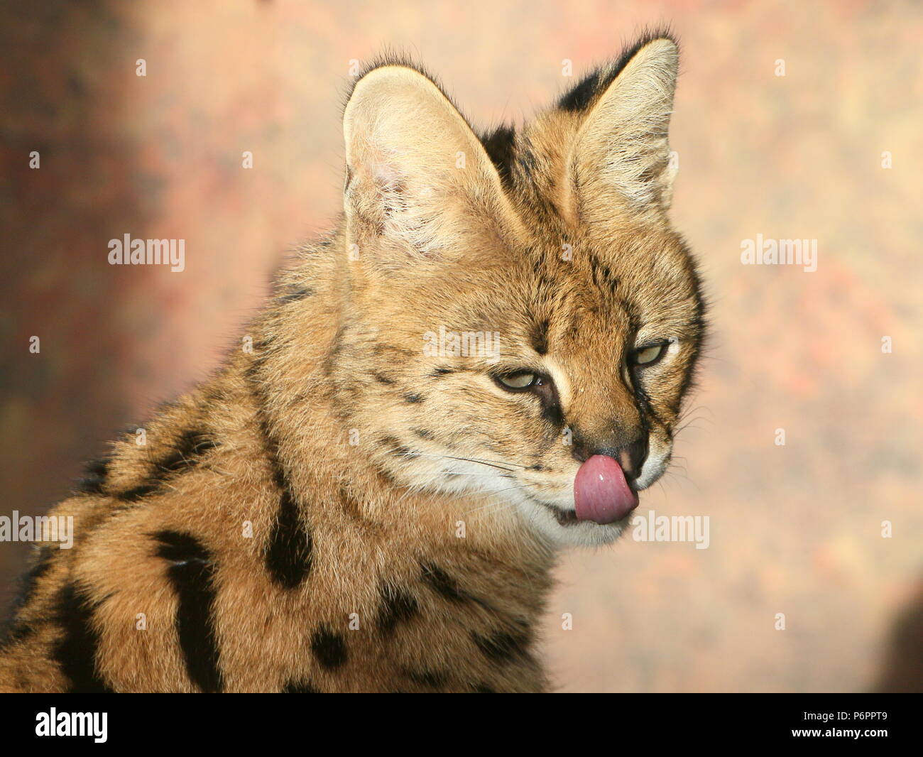 Close-up of the head of a female African Serval (Leptailurus serval) licking her lips Stock Photo
