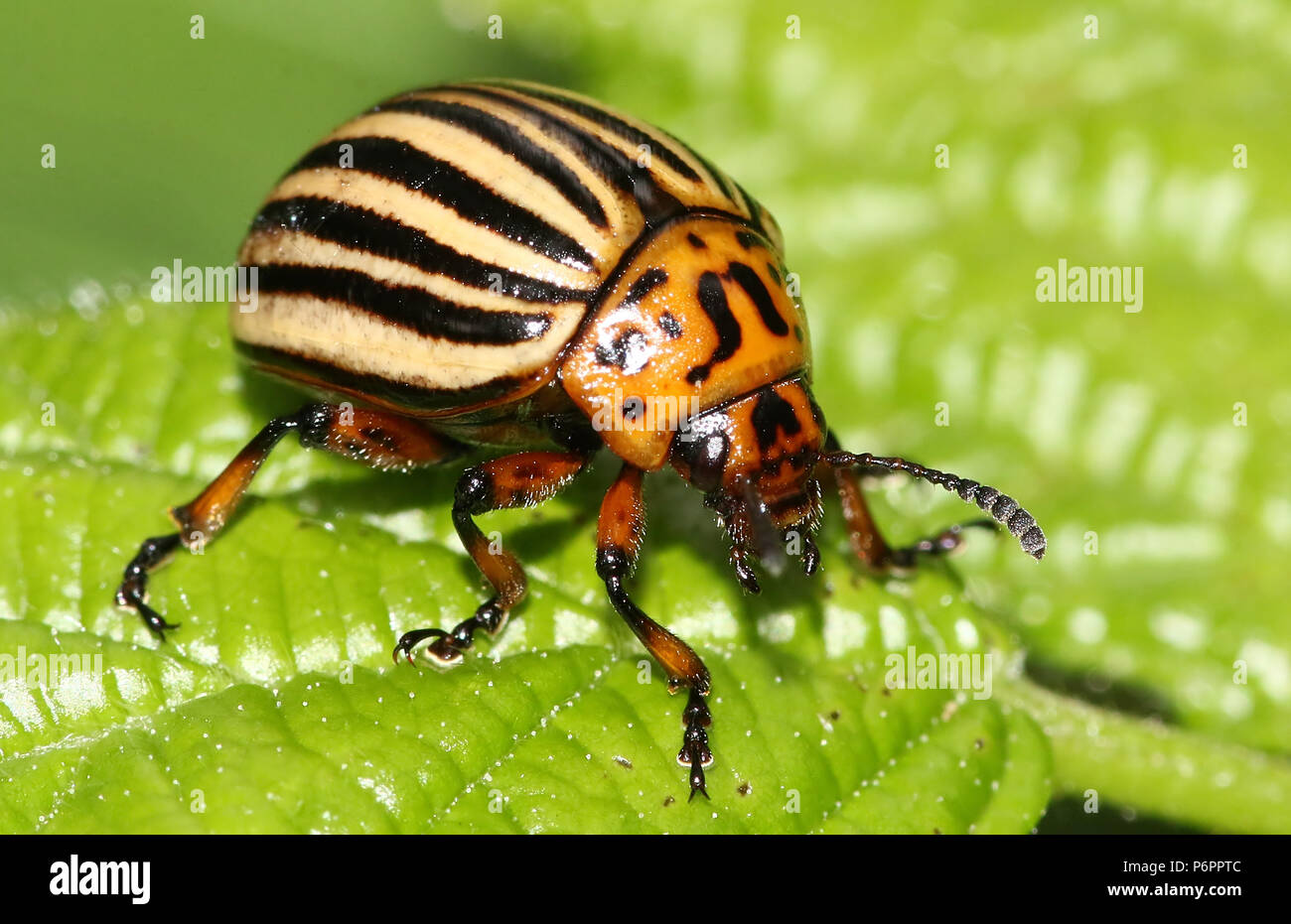 Colorado potato beetle (Leptinotarsa decemlineata) a harmful invasive species in Europe Stock Photo