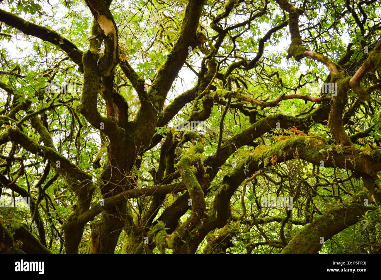 An old-growth oak tree dominates the canopy in a tangled mass of moss-covered branches in Muir Woods National Forest near San Francisco, California Stock Photo