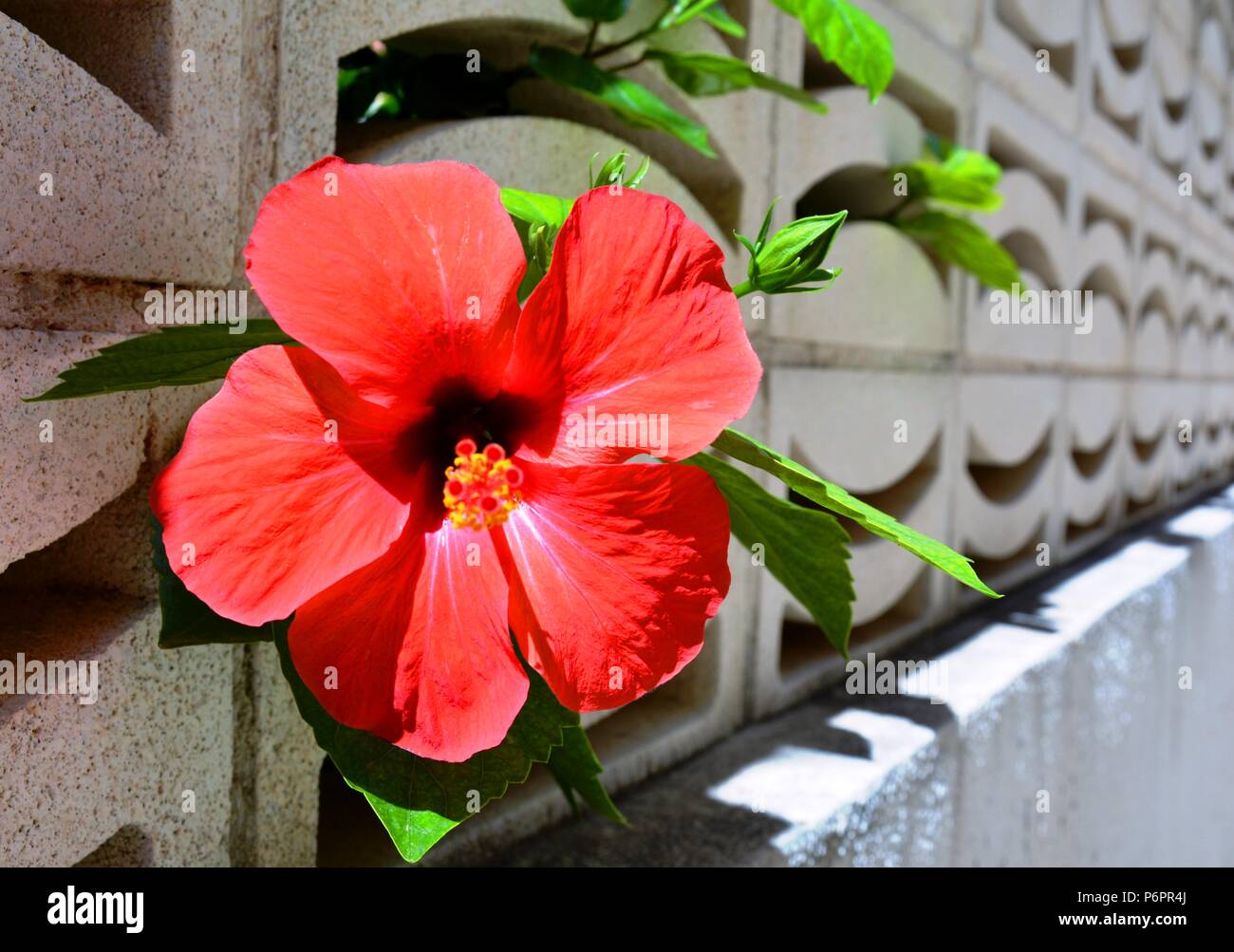 red flower in a wall Stock Photo