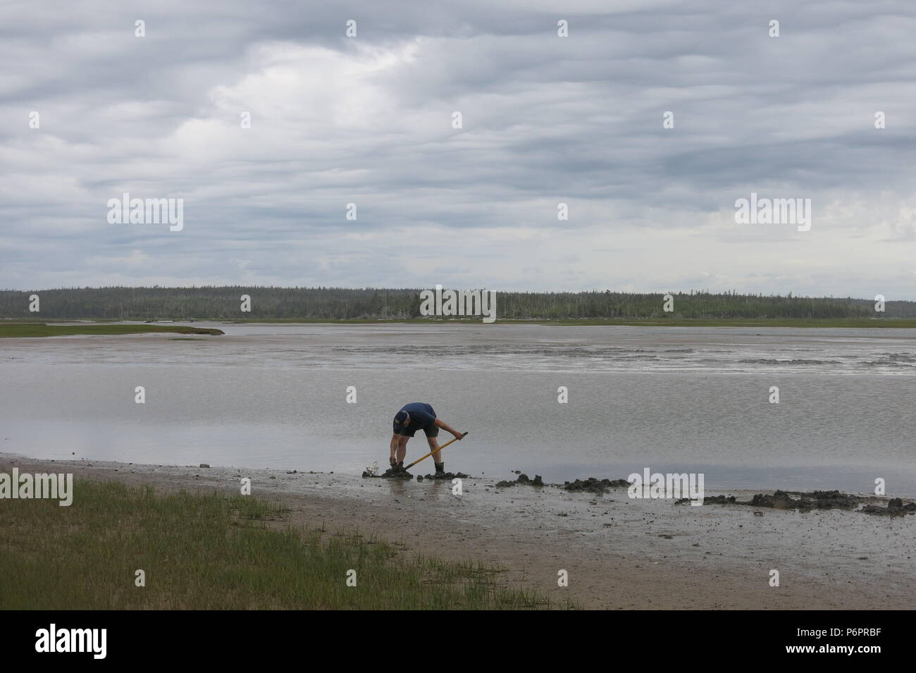 Nova scotia beach clams hires stock photography and images Alamy