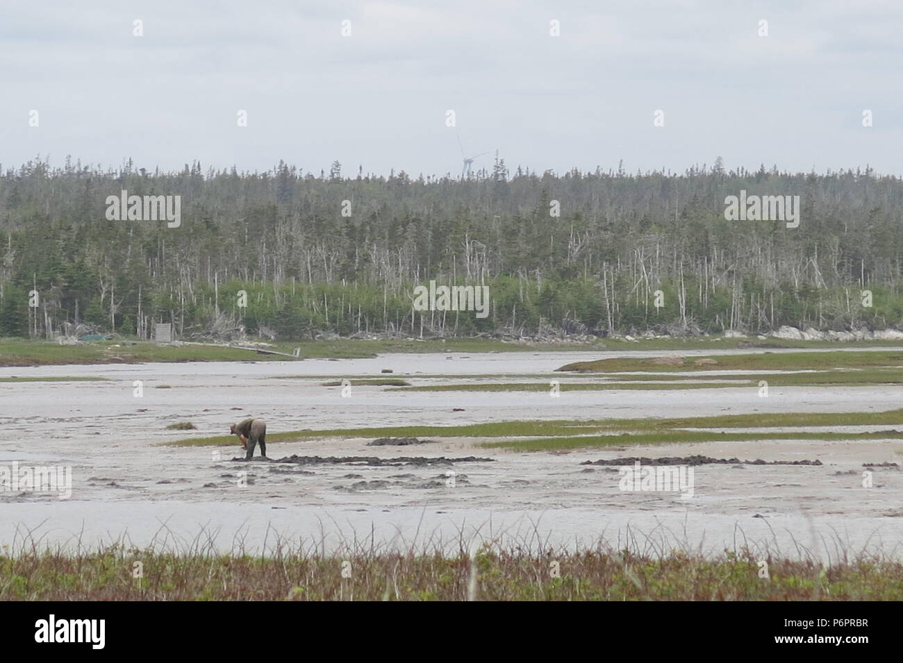 View of a man digging for clams in the muddy shallows at Martinique