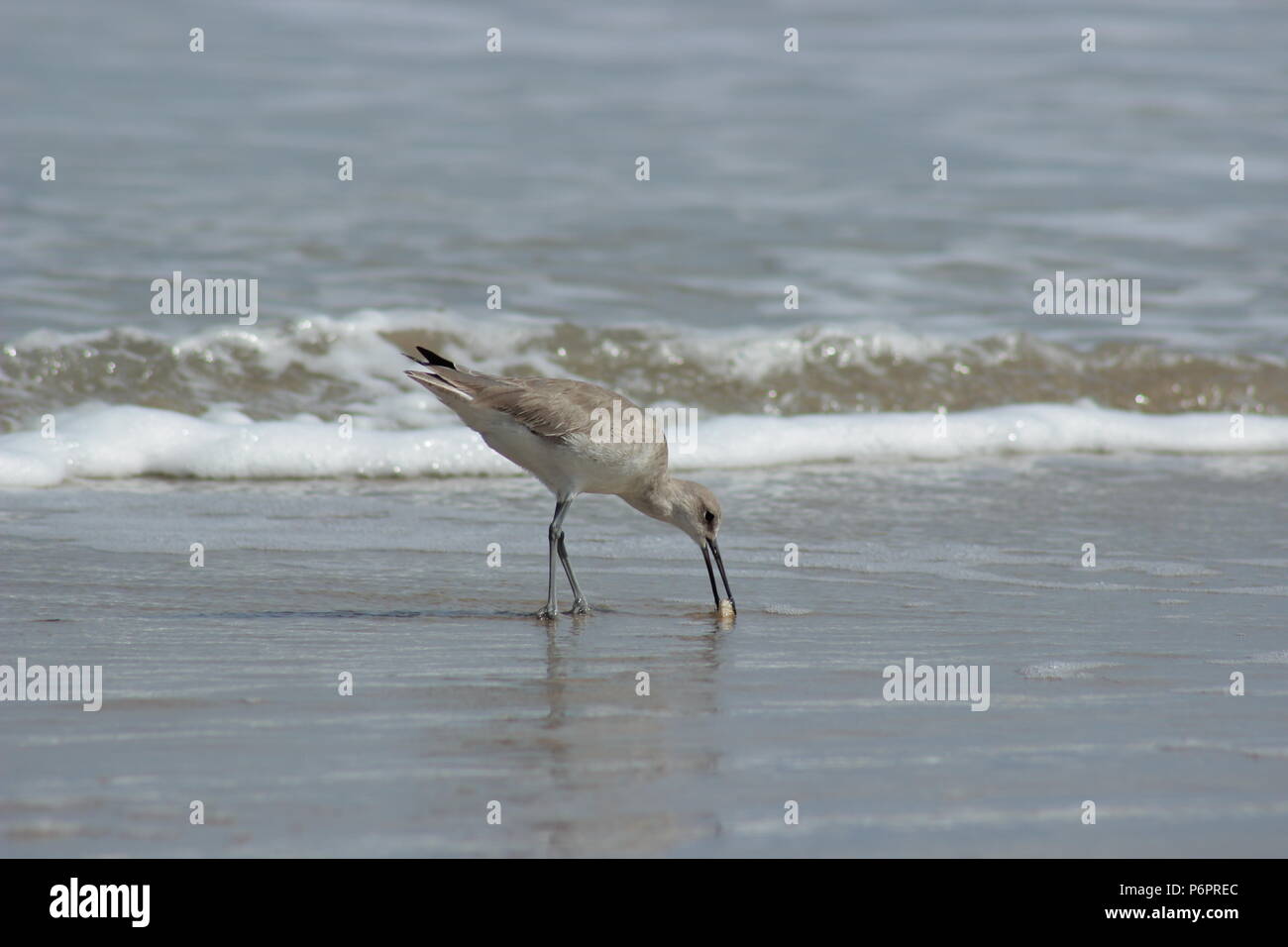 A Seagull Eating On The Beach Stock Photo Biology Diagrams