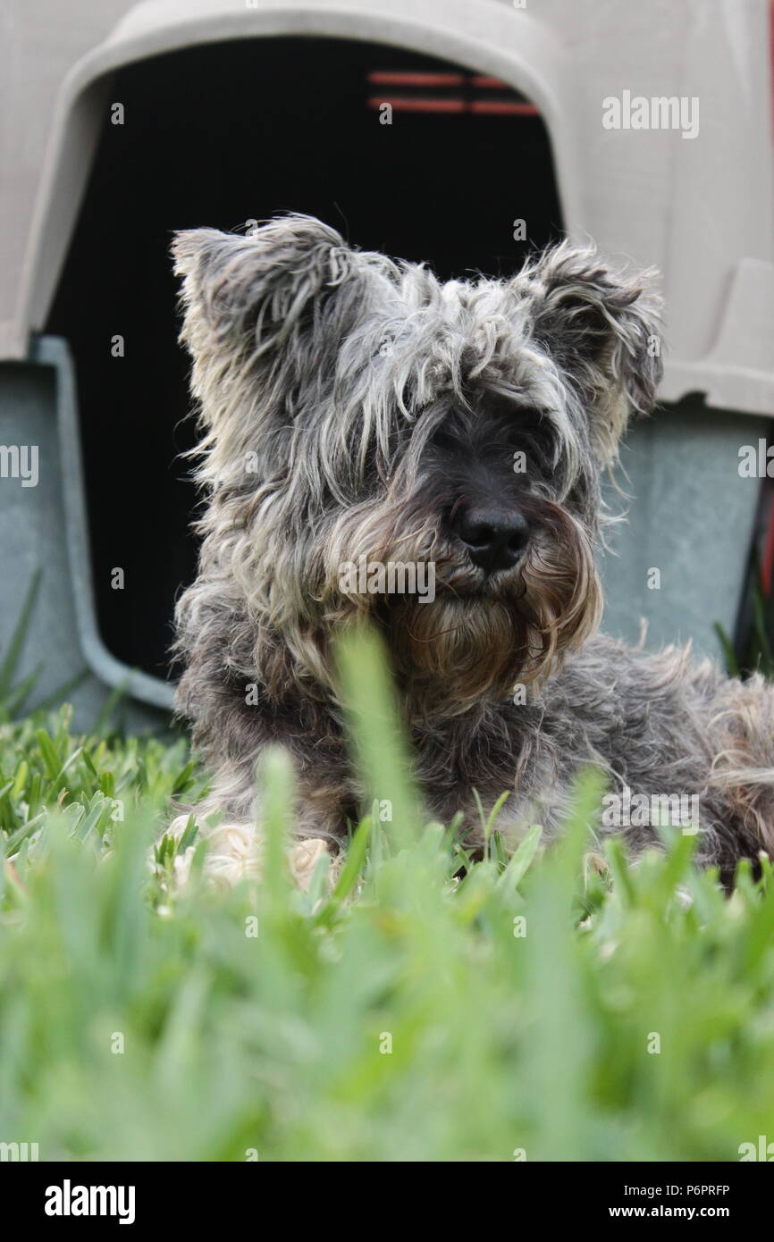 My Aunt's Schnauzer Stock Photo