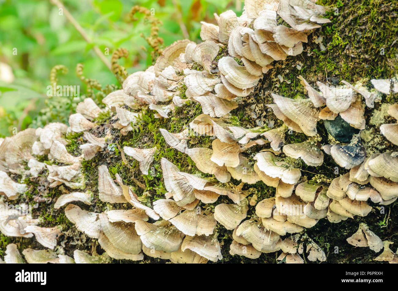 Old sawn trunk overgrown with forest wild mushrooms Stock Photo