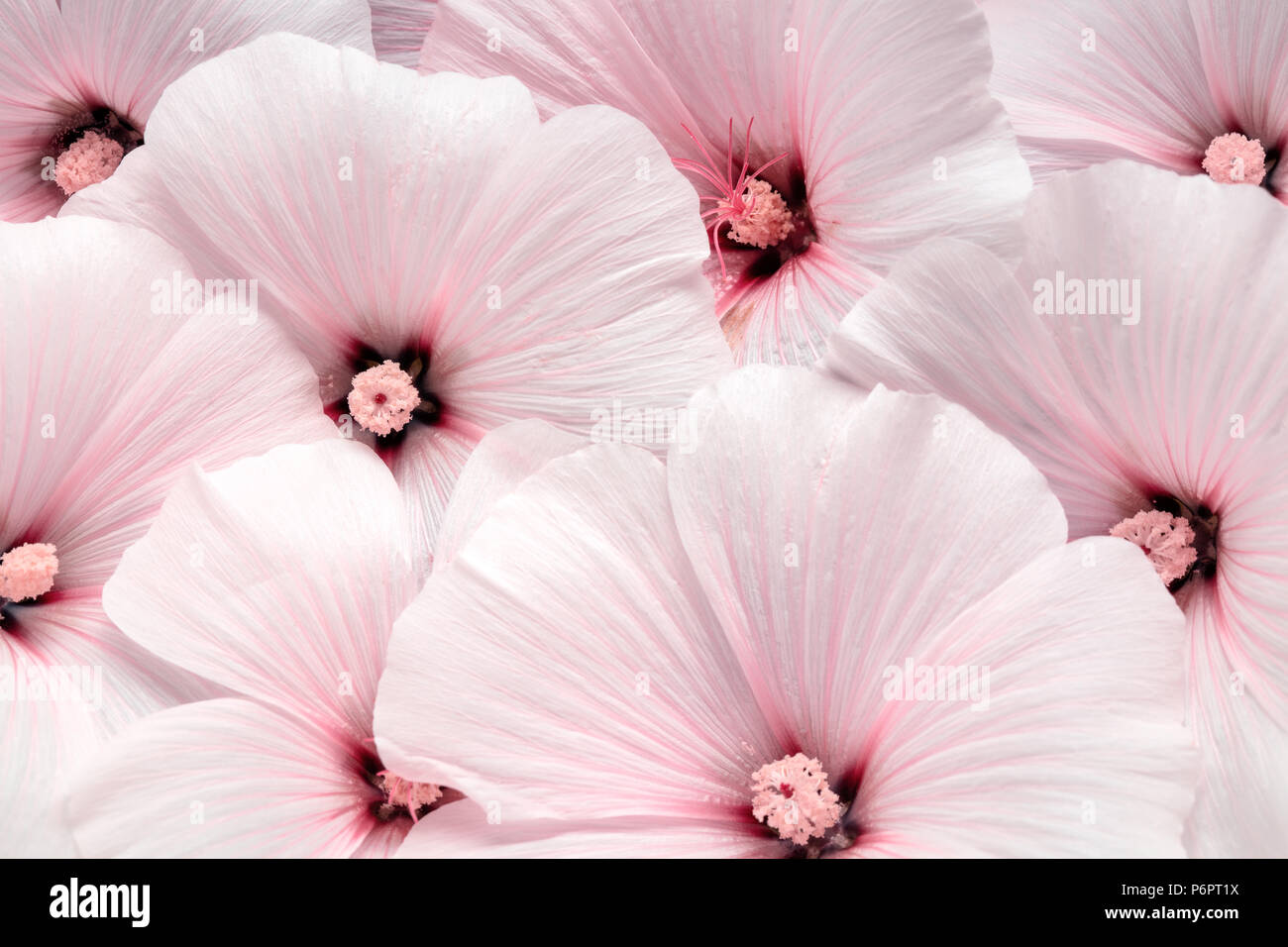 Althaea rosea flower background Stock Photo