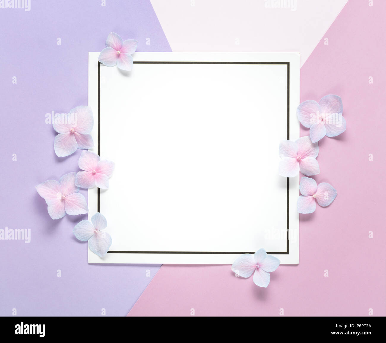 Blank card with flower petals on muticolored pastel background. Stock Photo