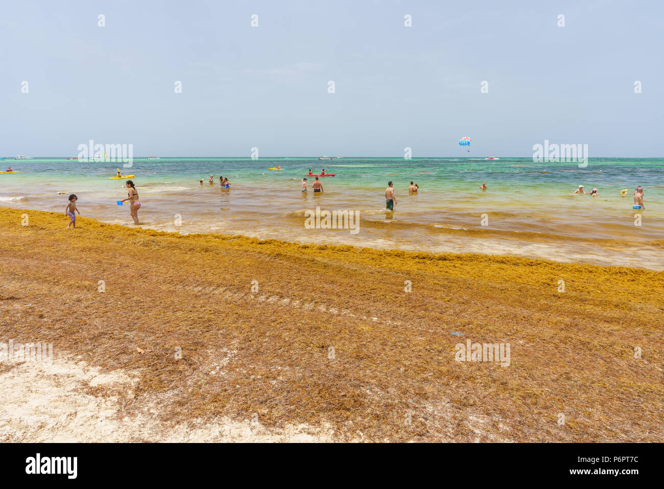 Punta Cana, Dominican Republic - June 24, 2018: sargassum seaweeds on the beaytiful ocean beach in Bavaro, Punta Cana, the result of global warming climate change. Stock Photo