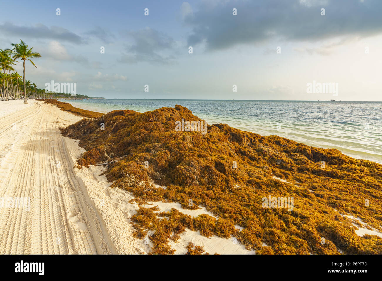 Punta Cana, Dominican Republic - June 25, 2018: sargassum seaweeds on the beaytiful ocean beach in Bavaro, Punta Cana, the result of global warming climate change. Stock Photo