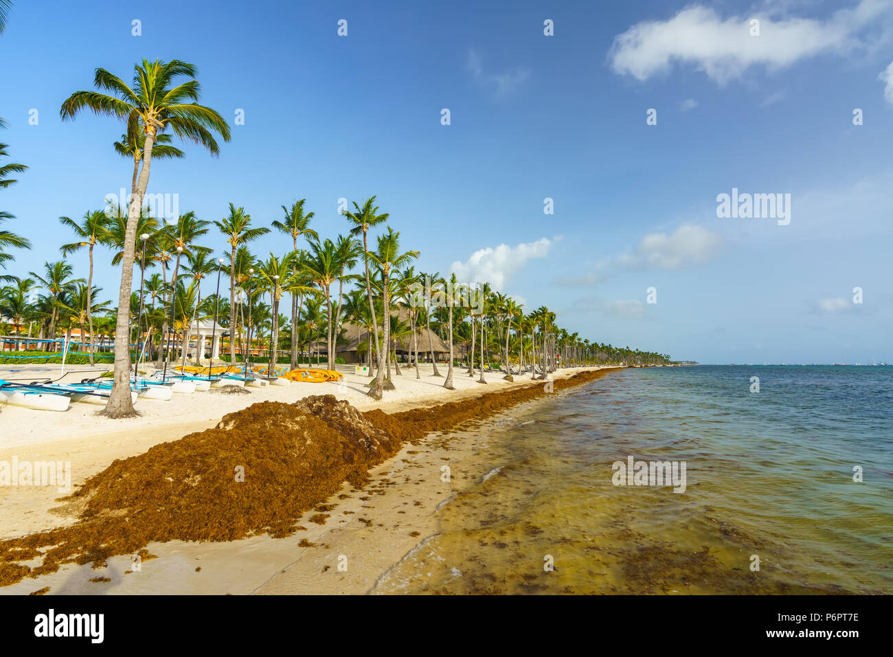 Punta Cana, Dominican Republic - June 25, 2018: sargassum seaweeds on the beaytiful ocean beach in Bavaro, Punta Cana, the result of global warming climate change. Stock Photo