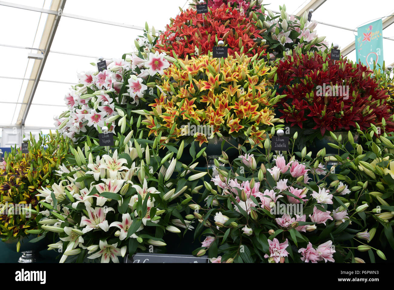 East Molesey, UK. 2nd July, 2018. Lilies on display as Press Day takes