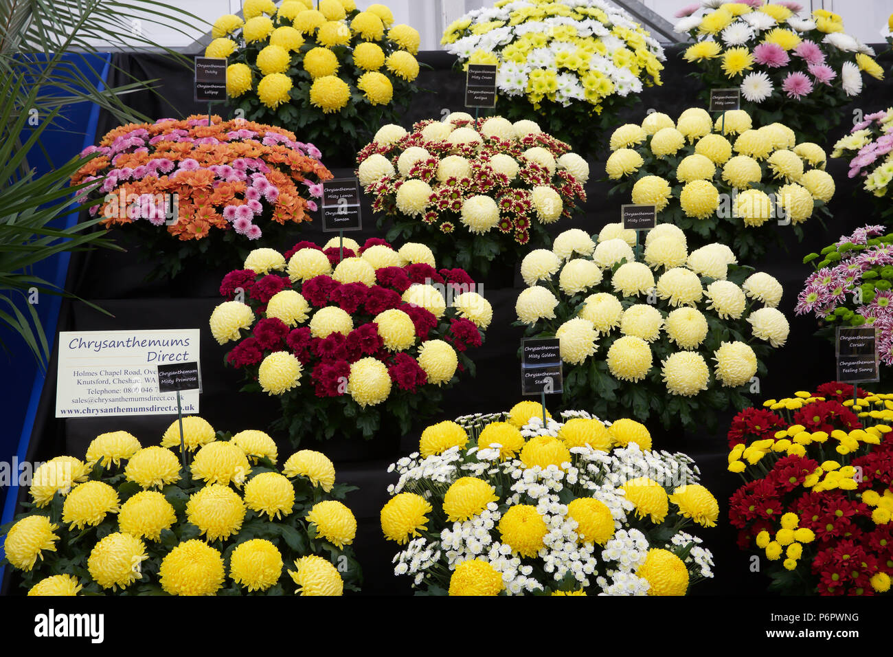 East Molesey, UK. 2nd July, 2018. Chrysanthemums on display on Press Day takes place at the RHS Hampton Court Palace Flower Show. The show runs from the 2nd-8th July 2018. It is the largest flower show in the world covering over 34 acres with the centre piece being the long walk. There are various gardens to admire and gain ideas from along with plant, flower stalls and various other garden features. Credit: Keith Larby/Alamy Live News Stock Photo