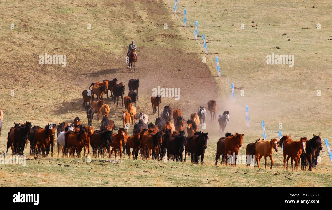 Zhangye, Zhangye, China. 2nd July, 2018. Zhangye, CHINAHorses at