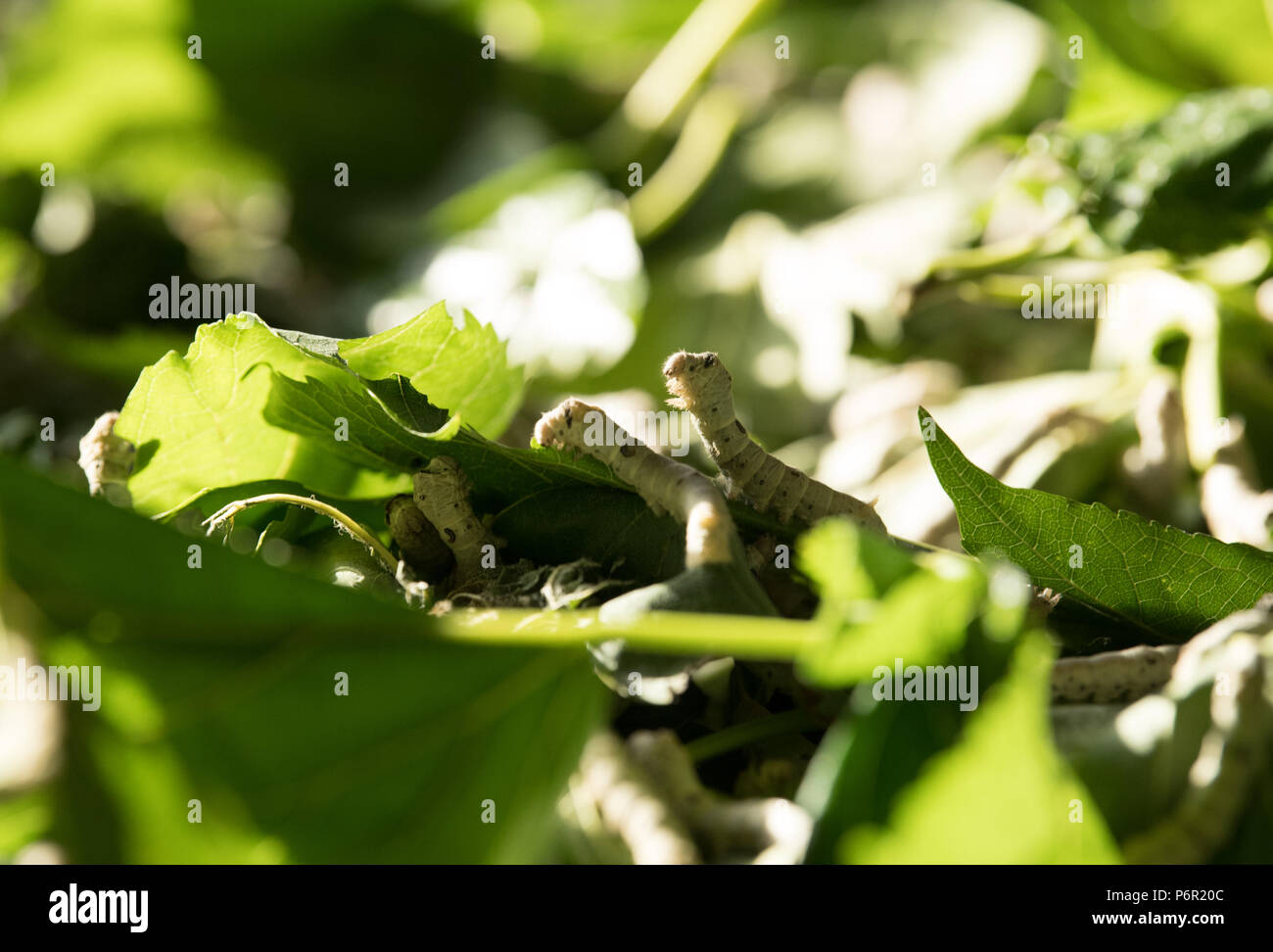 Chun'an, China's Zhejiang Province. 9th May, 2018. Silkworms are seen at a silkworm breeding base of Cathaya Group in Xiajiang Village of Chun'an County, east China's Zhejiang Province, May 9, 2018. Chun'an County cooperated with Cathaya Group in building silkworm breeding bases to produce high quality cocoon and silk products. To date, about 4,000 hectares mulberry bushes have been cultivated and some 300 tonnes raw silk are produced per year. Credit: Weng Xinyang/Xinhua/Alamy Live News Stock Photo