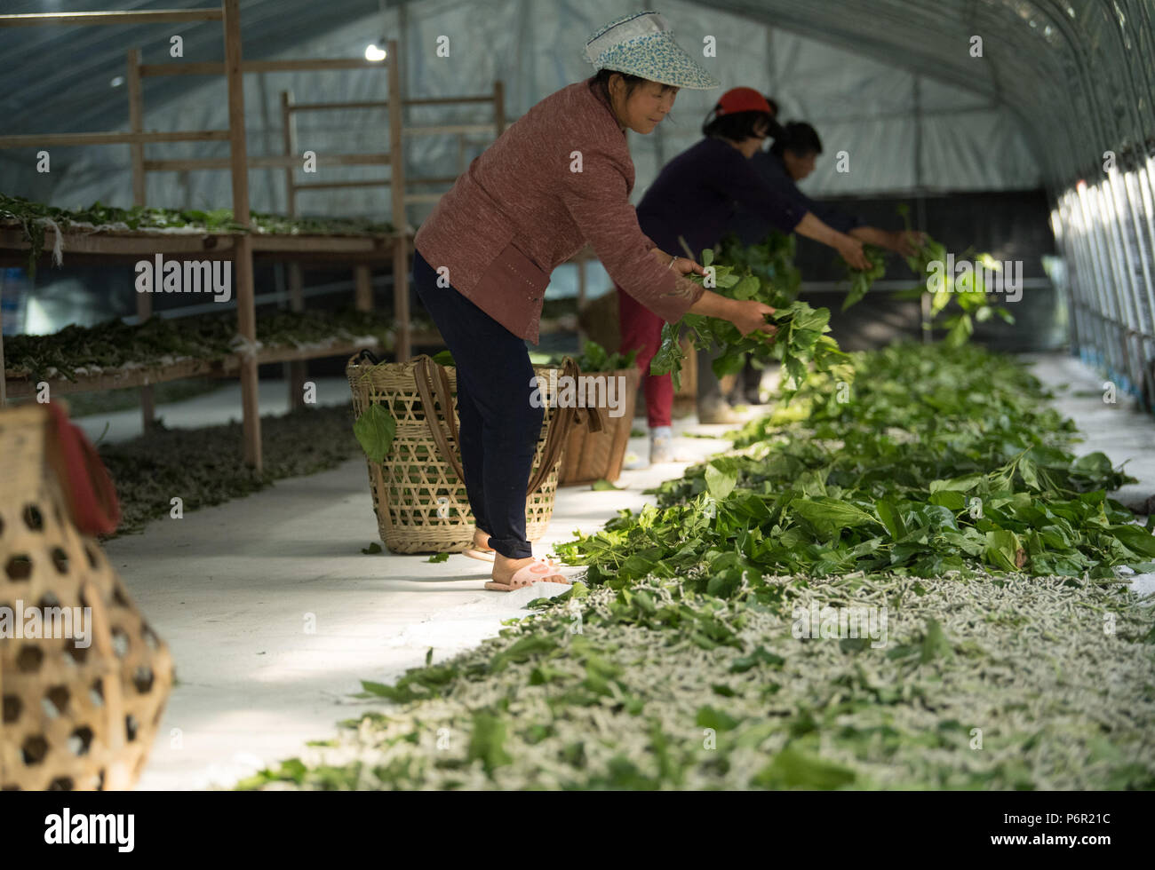 Chun'an, China's Zhejiang Province. 9th May, 2018. Workers feed silkworms with mulberry leaves at a silkworm breeding base of Cathaya Group in Wangcun Village of Chun'an County, east China's Zhejiang Province, May 9, 2018. Chun'an County cooperated with Cathaya Group in building silkworm breeding bases to produce high quality cocoon and silk products. To date, about 4,000 hectares mulberry bushes have been cultivated and some 300 tonnes raw silk are produced per year. Credit: Weng Xinyang/Xinhua/Alamy Live News Stock Photo