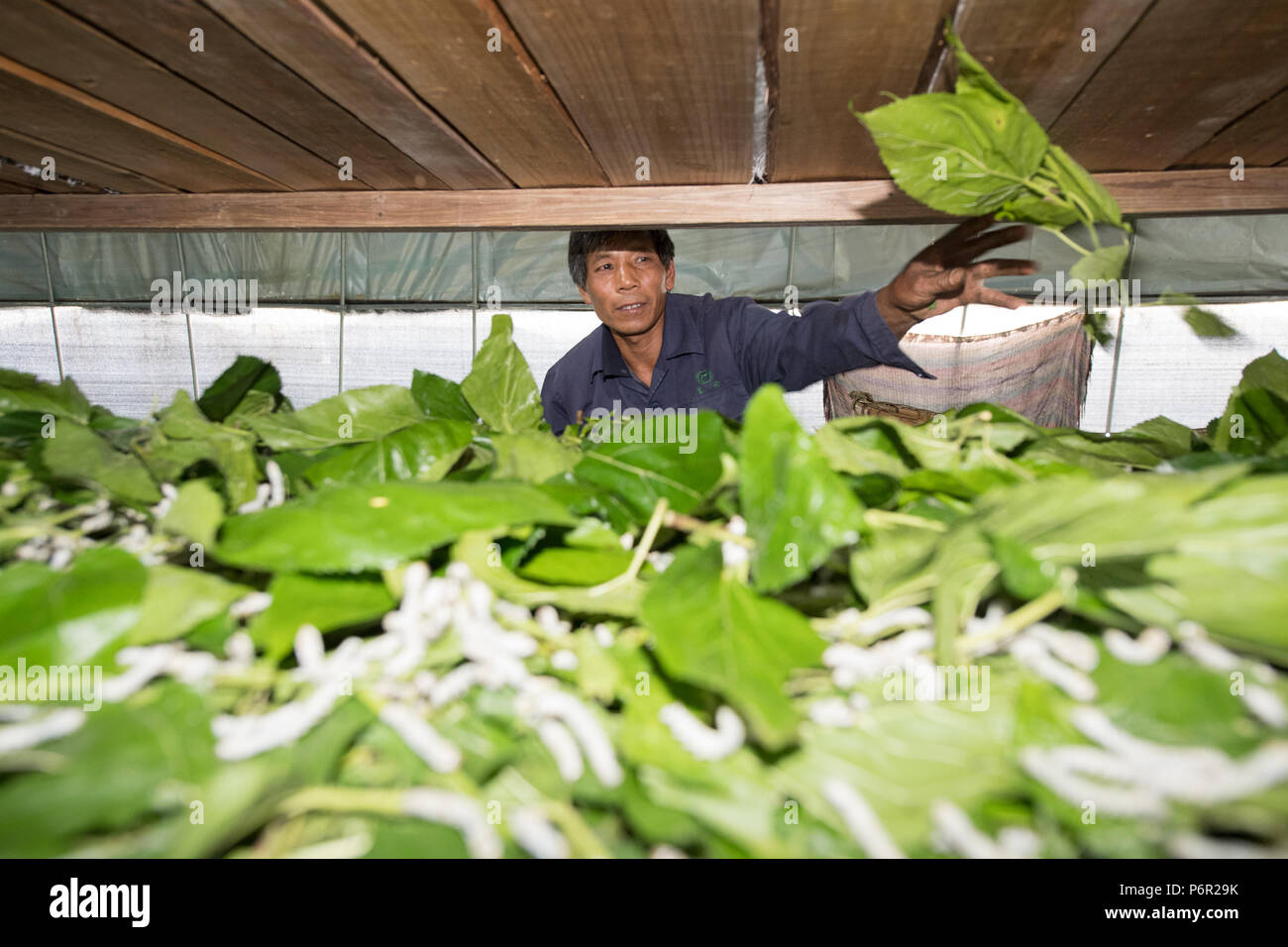 (180702) -- CHUN'AN, July 2, 2018 (Xinhua) -- Workers feed silkworms with mulberry leaves at a silkworm breeding base of Cathaya Group in Wangcun Village of Chun'an County, east China's Zhejiang Province, May 9, 2018. Chun'an County cooperated with Cathaya Group in building silkworm breeding bases to produce high quality cocoon and silk products. To date, about 4,000 hectares mulberry bushes have been cultivated and some 300 tonnes raw silk are produced per year. (Xinhua/Weng Xinyang)(wsw) Stock Photo