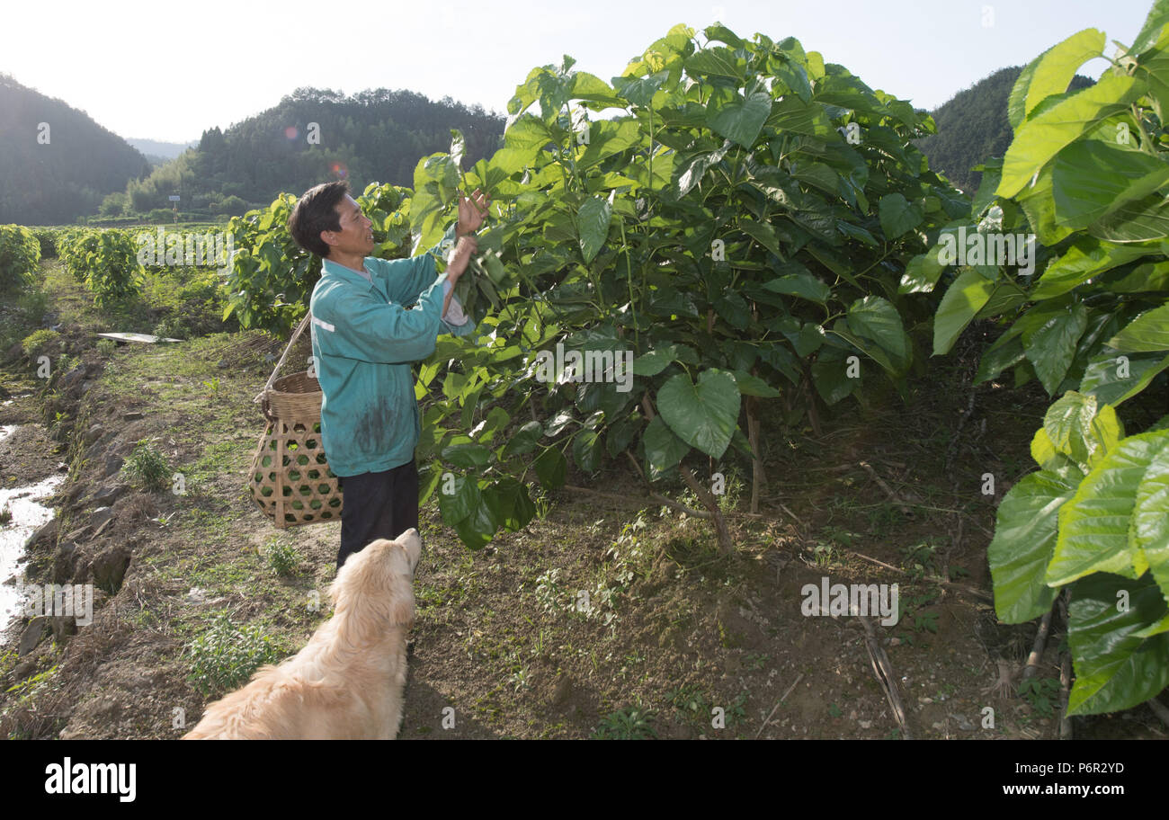 (180702) -- CHUN'AN, July 2, 2018 (Xinhua) -- Wang Tiangui collects mulberry leaves to feed silkworms at a silkworm breeding base of Cathaya Group in Wangcun Village of Chun'an County, east China's Zhejiang Province, May 9, 2018. Chun'an County cooperated with Cathaya Group in building silkworm breeding bases to produce high quality cocoon and silk products. To date, about 4,000 hectares mulberry bushes have been cultivated and some 300 tonnes raw silk are produced per year. (Xinhua/Weng Xinyang)(wsw) Stock Photo