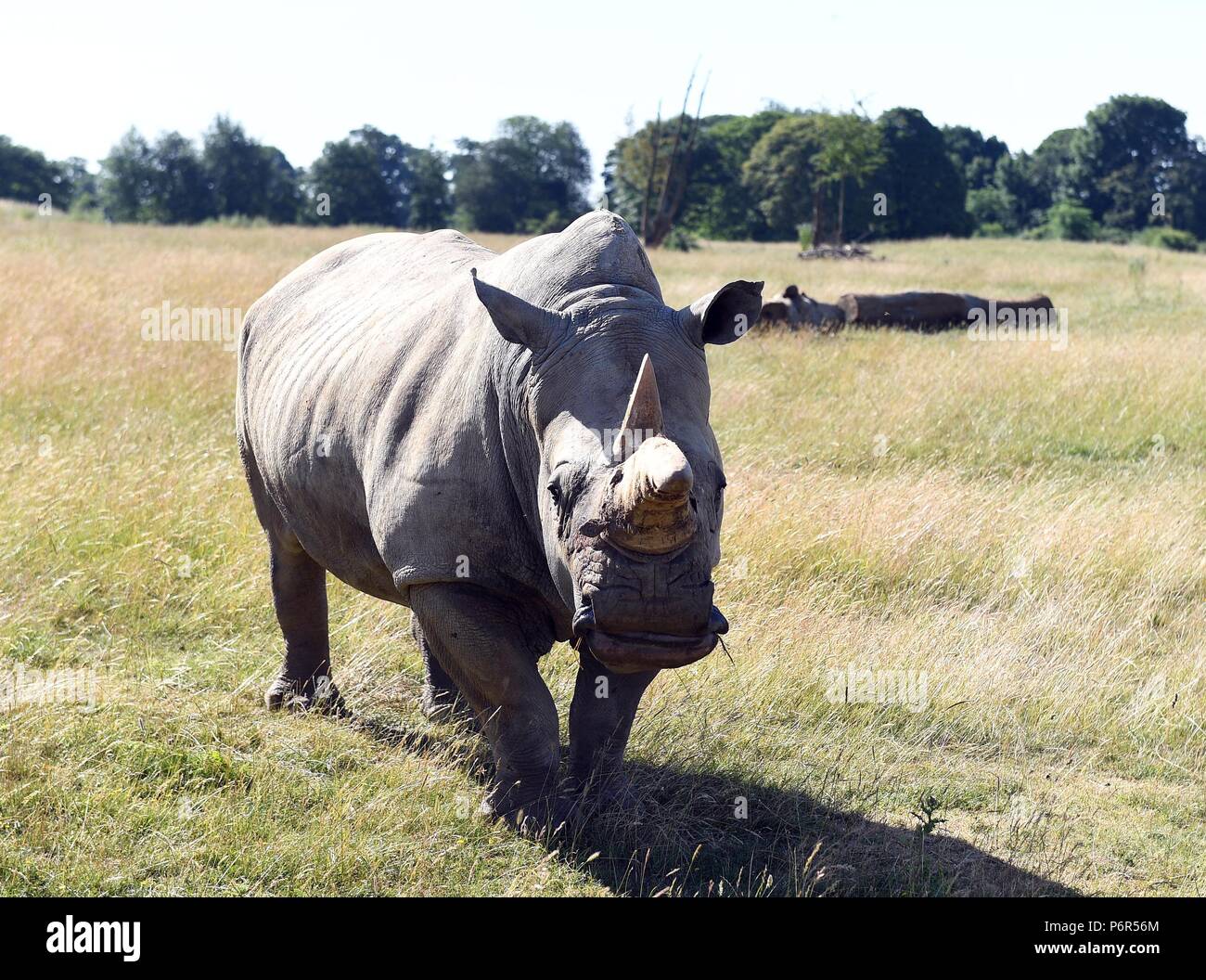 Whipsnade Zoo, Bedfordshire, UK. 2nd July 2018. General Views of the