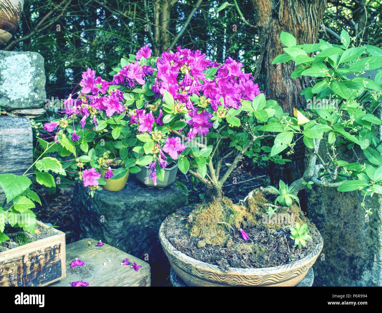 Pink azalea (Rhododendron) bonsai plant in the garden. Pink flowering