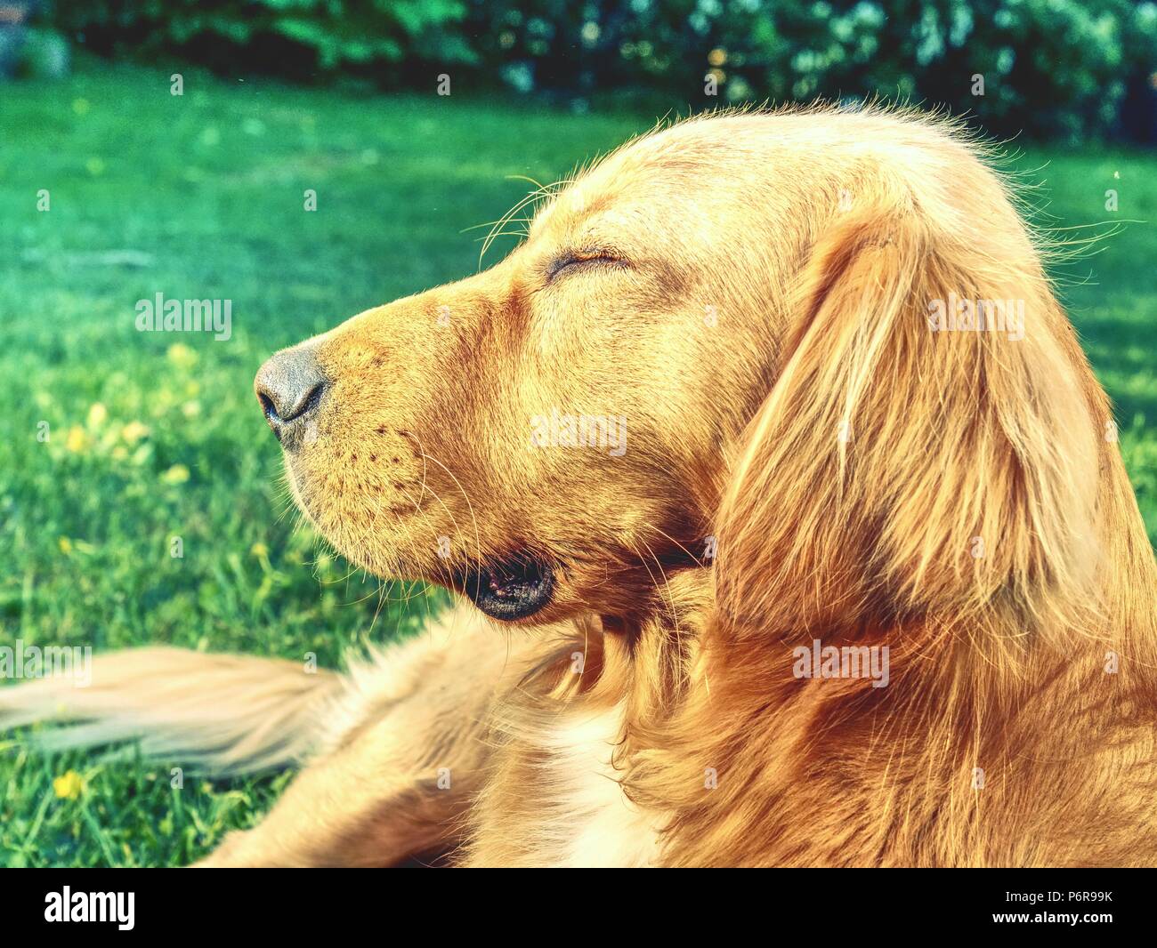 Portrait Of Calm Golden Retriever Healthy Athletic Body Of Smart