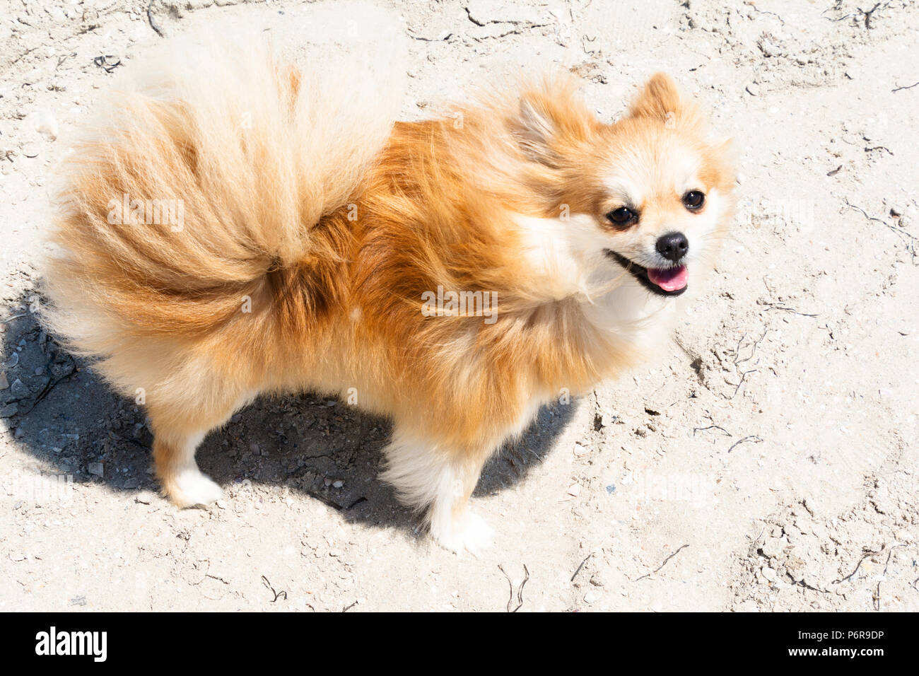 Cream pomeranian puppy on the beach Stock Photo Alamy