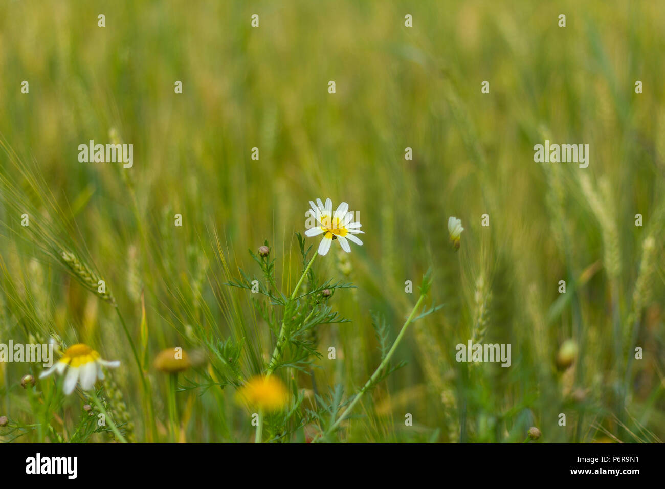 A colorful daisy flower an wheat field Stock Photo