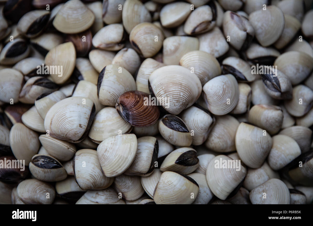 Fresh caught clams Stock Photo