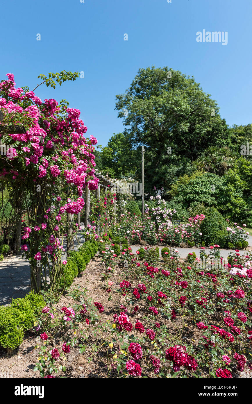 A pergola covered in climbing roses in the award winning Rose Garden in  Trenance Park in Newquay in Cornwall Stock Photo - Alamy