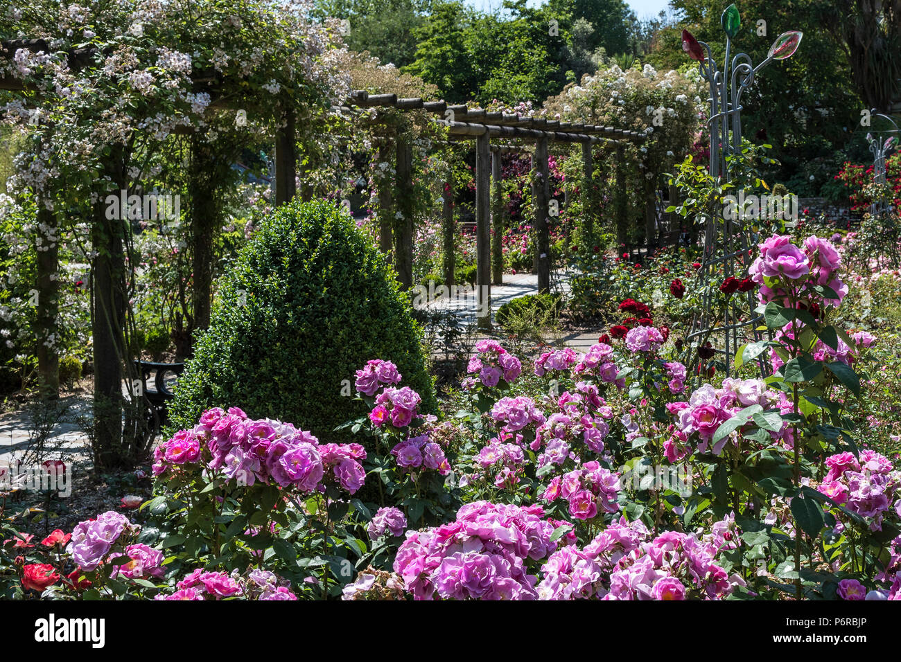 A pergola covered in climbing roses in the award winning Rose Garden in Trenance Park in Newquay in Cornwall. Stock Photo