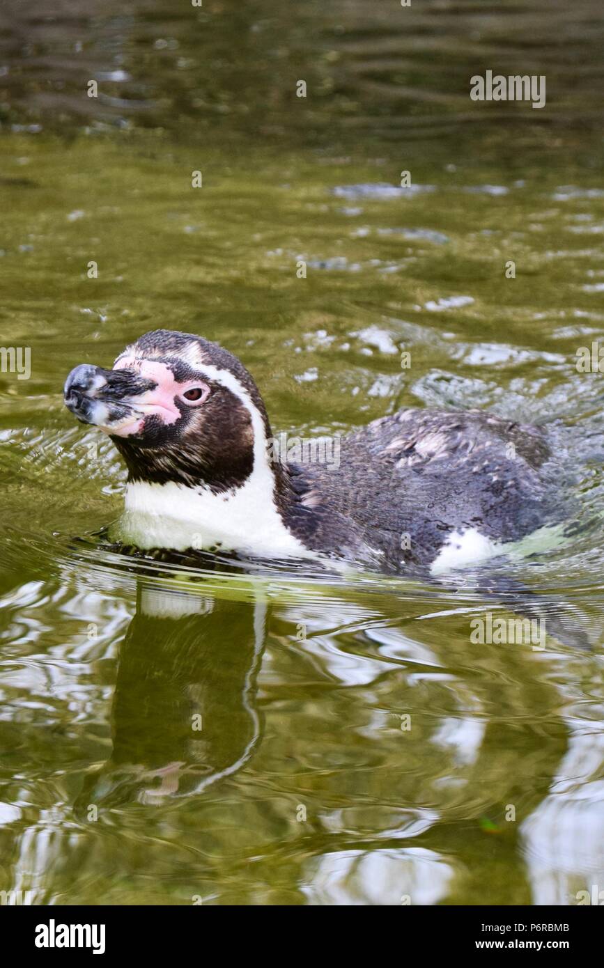 A Humboldt penguin (Spheniscus humboldti) swimming in water in a Zoo enclosure, Berlin, Germany. Stock Photo