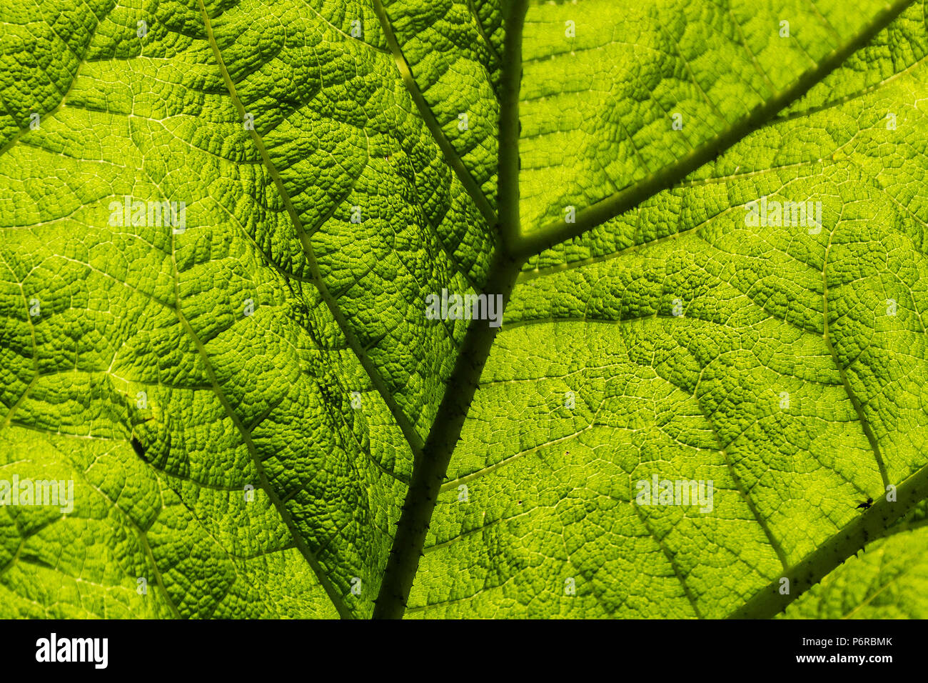 A closeup view of sunlight backlighting a Gunnera manicata leaf. Stock Photo