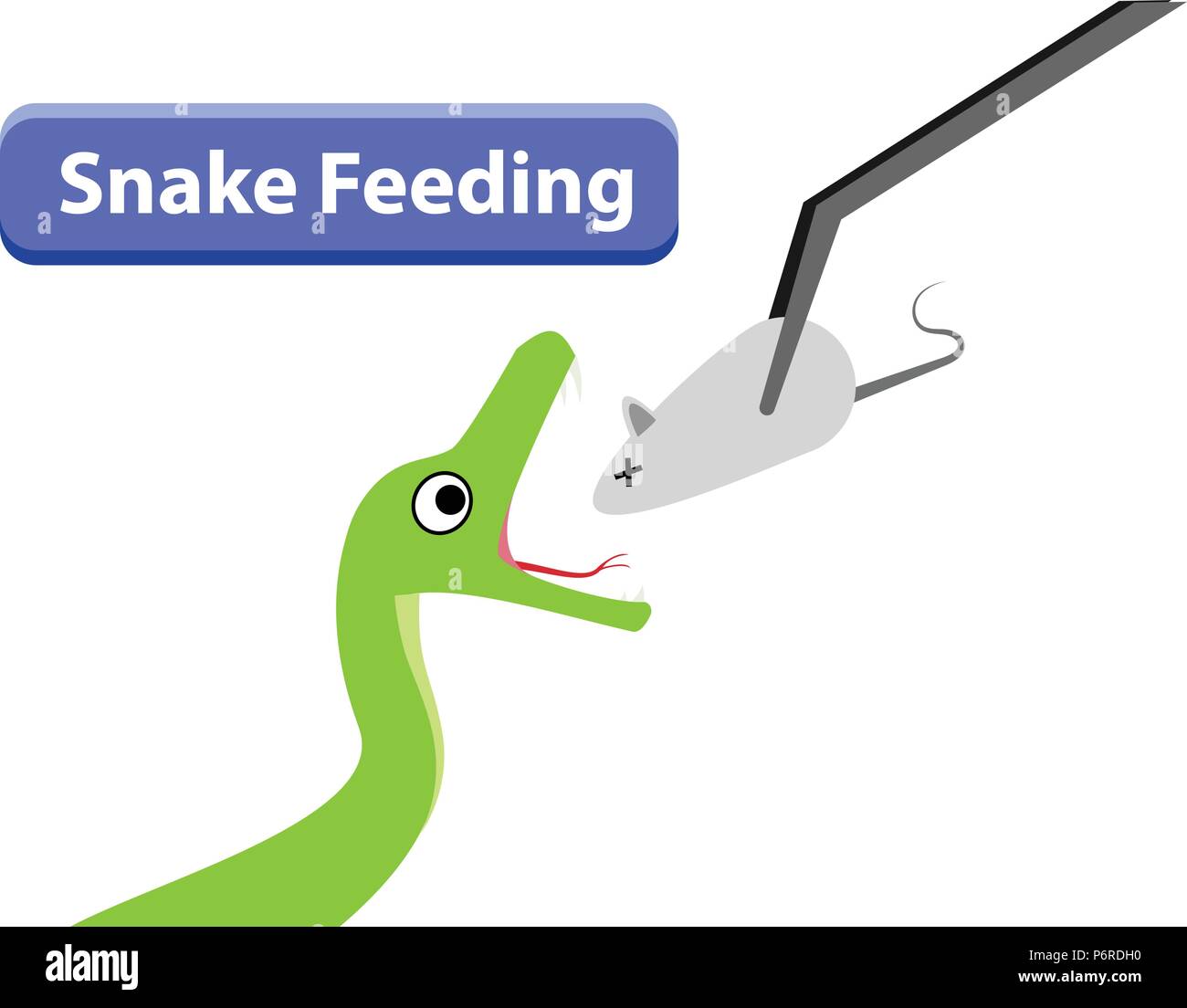 Green Snake feeding with raw rat in vector art design Stock Vector