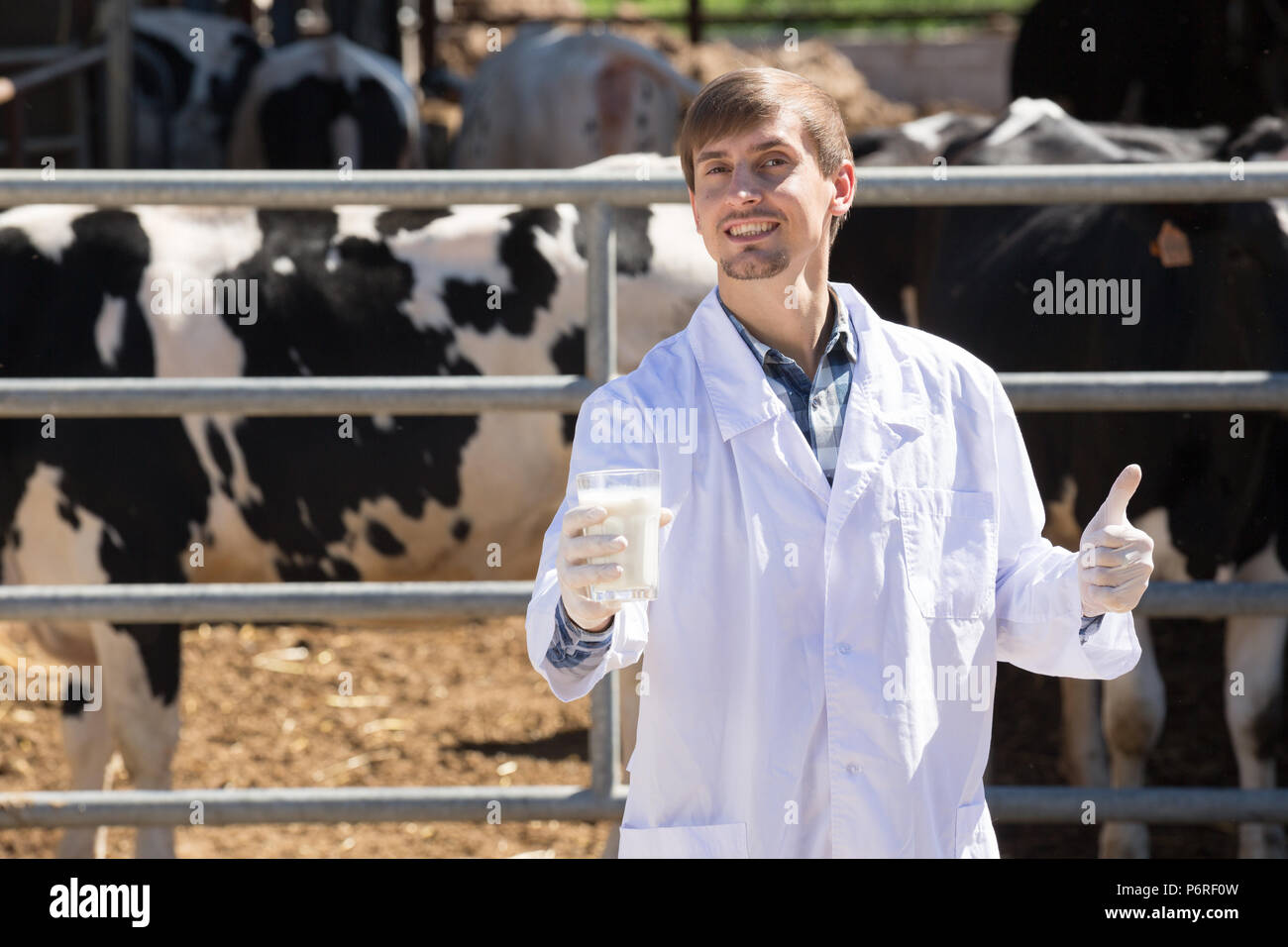 smiling young man in the white coat standing with cows and holding ...