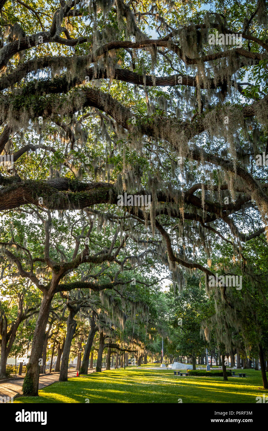 Beautiful live oaks in a park in Savannah. Stock Photo
