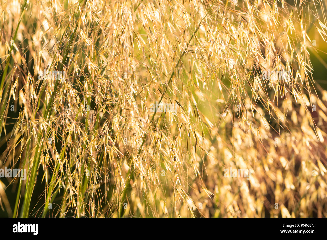 Stipa gigantea or golden oats grass backlit by evening sunshine close up Stock Photo