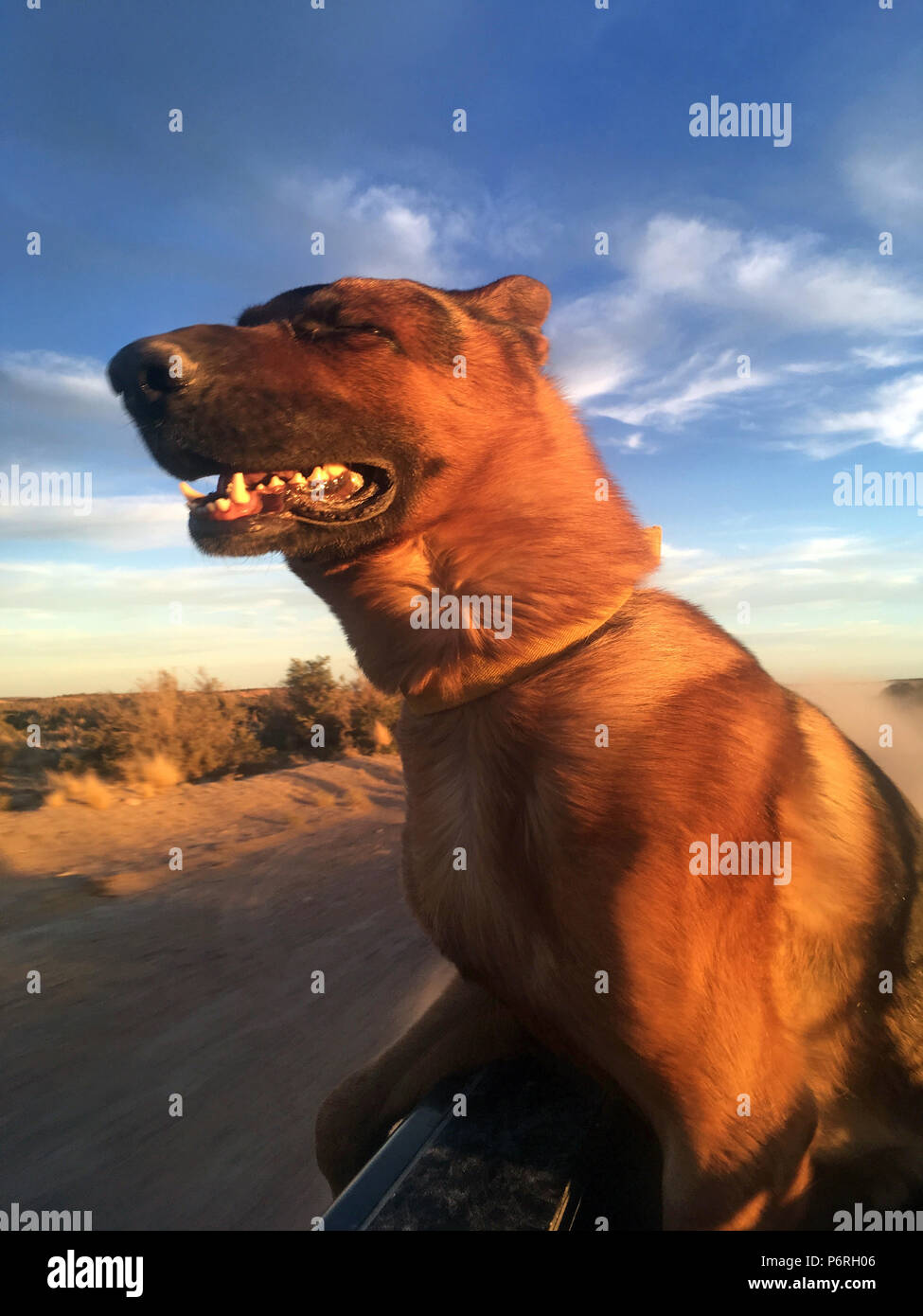 Alsatian enjoying the wind in its fur. Stock Photo