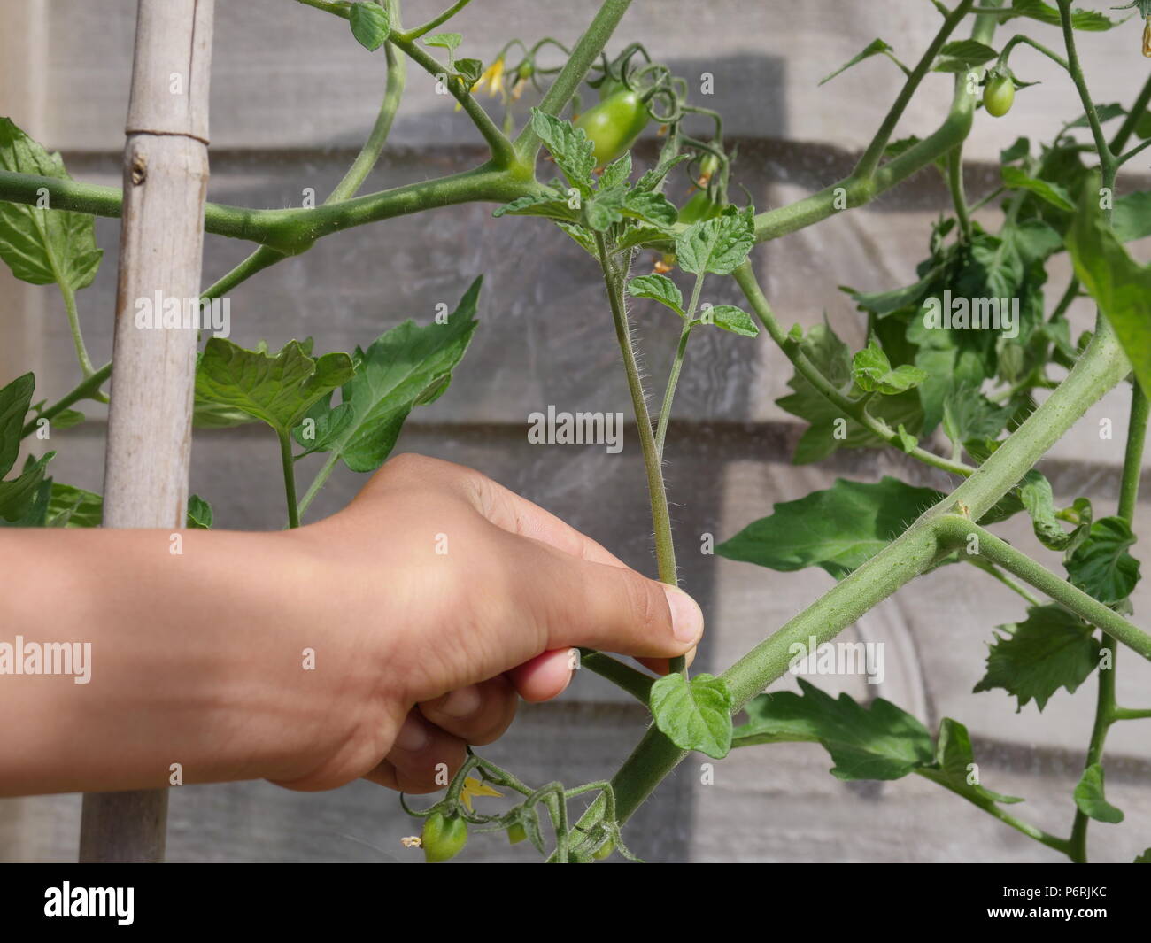 Pinching out tomato side shoots Stock Photo Alamy