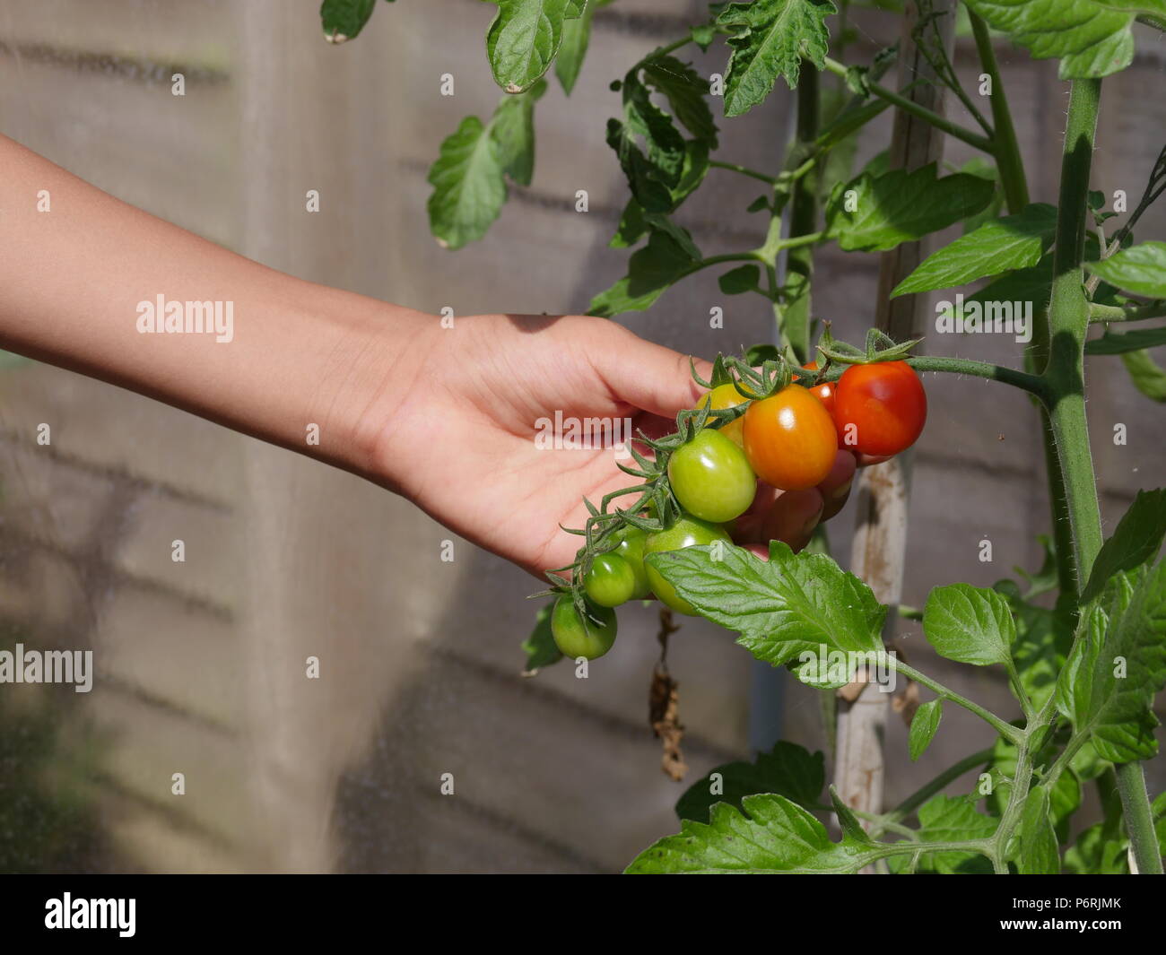 hand holding a bunch of tomatoes on plant Stock Photo - Alamy