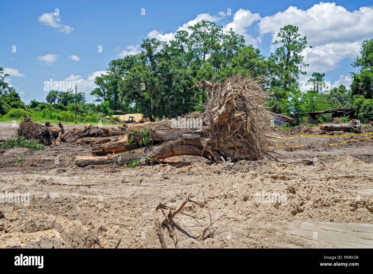 Clearing land for new construction in Gainesville, Florida. Stock Photo