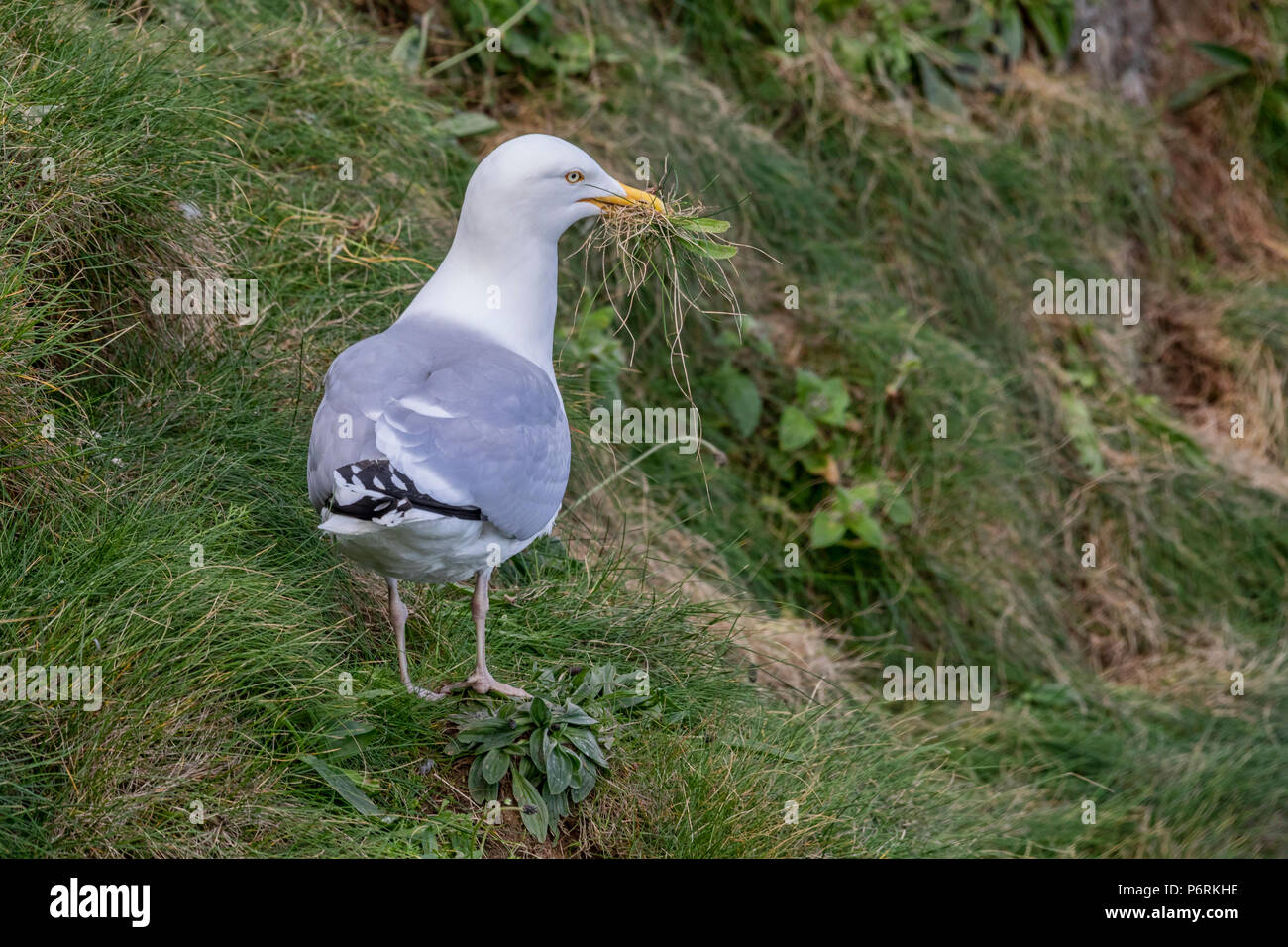 Herring Gull collecting nest building material Stock Photo Alamy